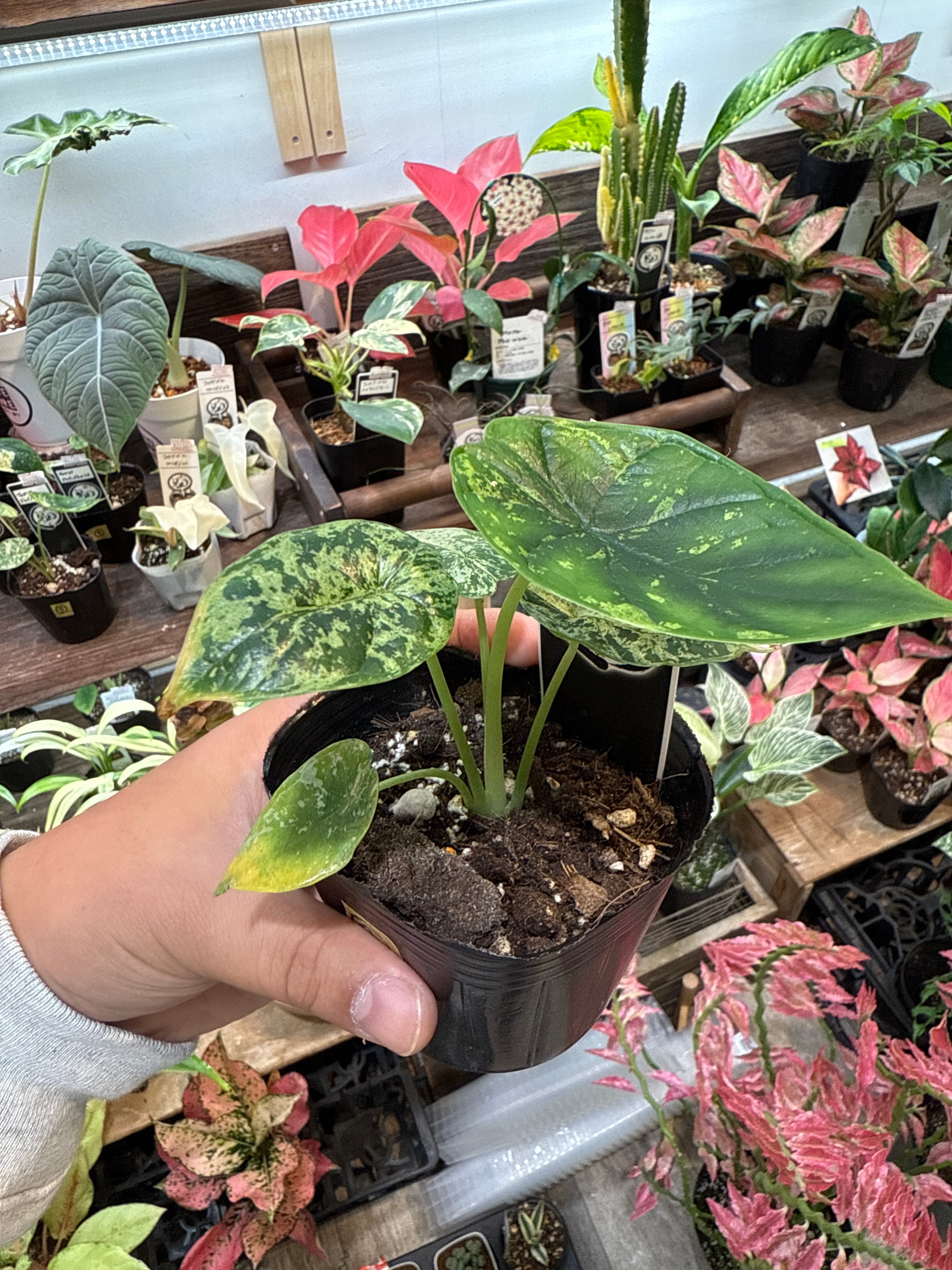 ④ アロカシア ドラゴンスケールミント斑入り | Gardenえん 【観葉熱帯