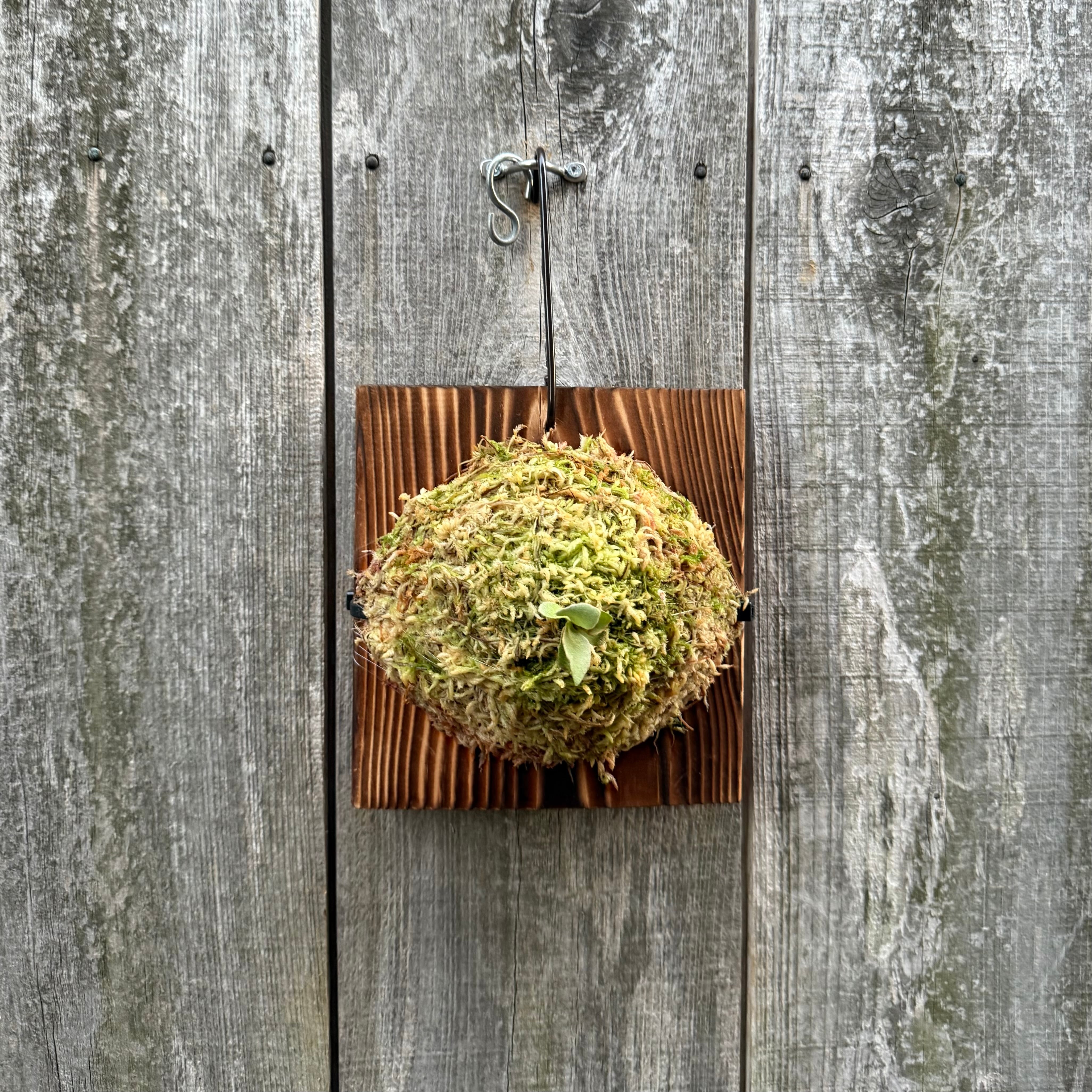 P.Triceratops (三角龍) pup | naturefix