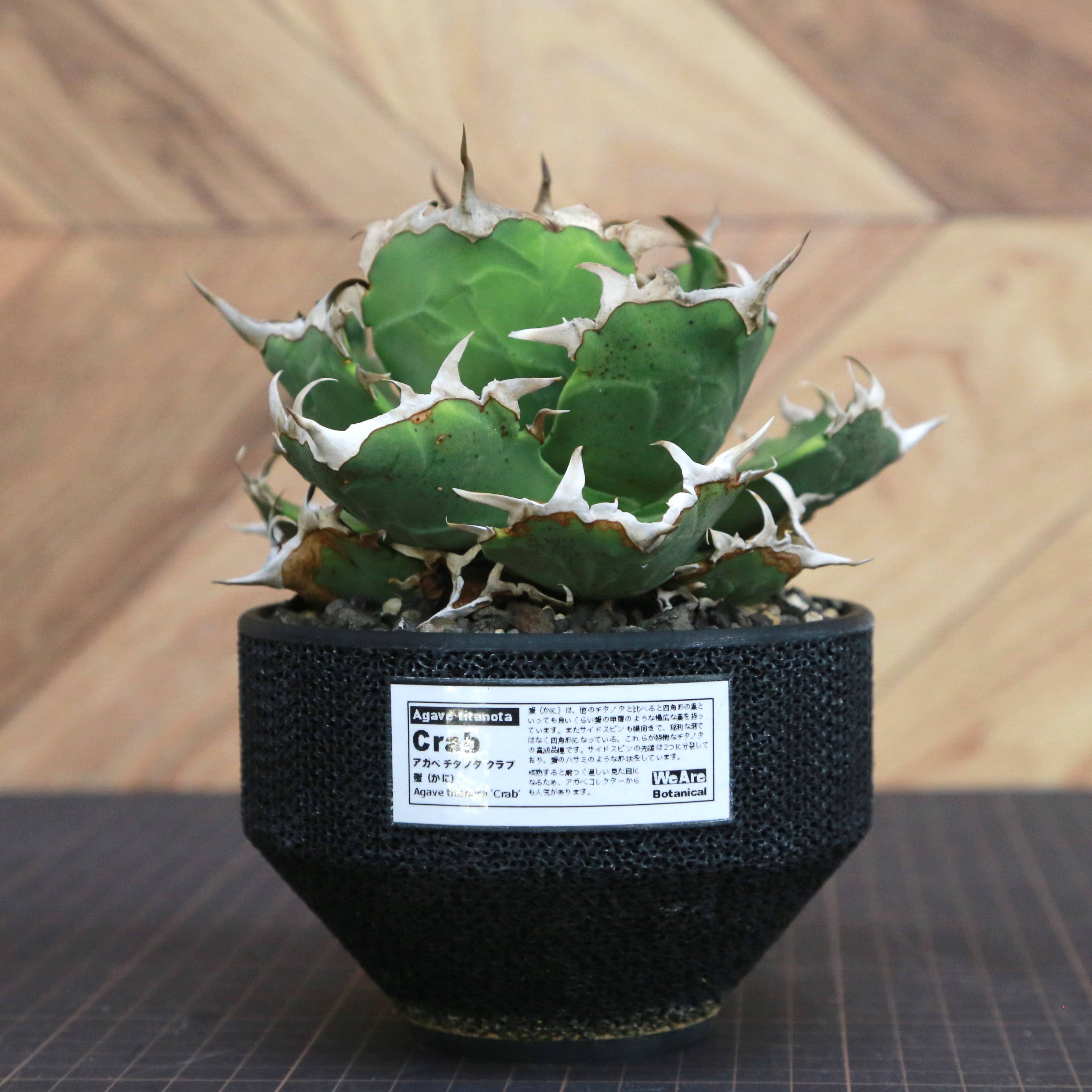 アガベ　チタノタ　蟹　鉢付き Agave Titanota 蟹 (Crab) アガベ チタノタ / 中株(4号鉢)/Lot.001