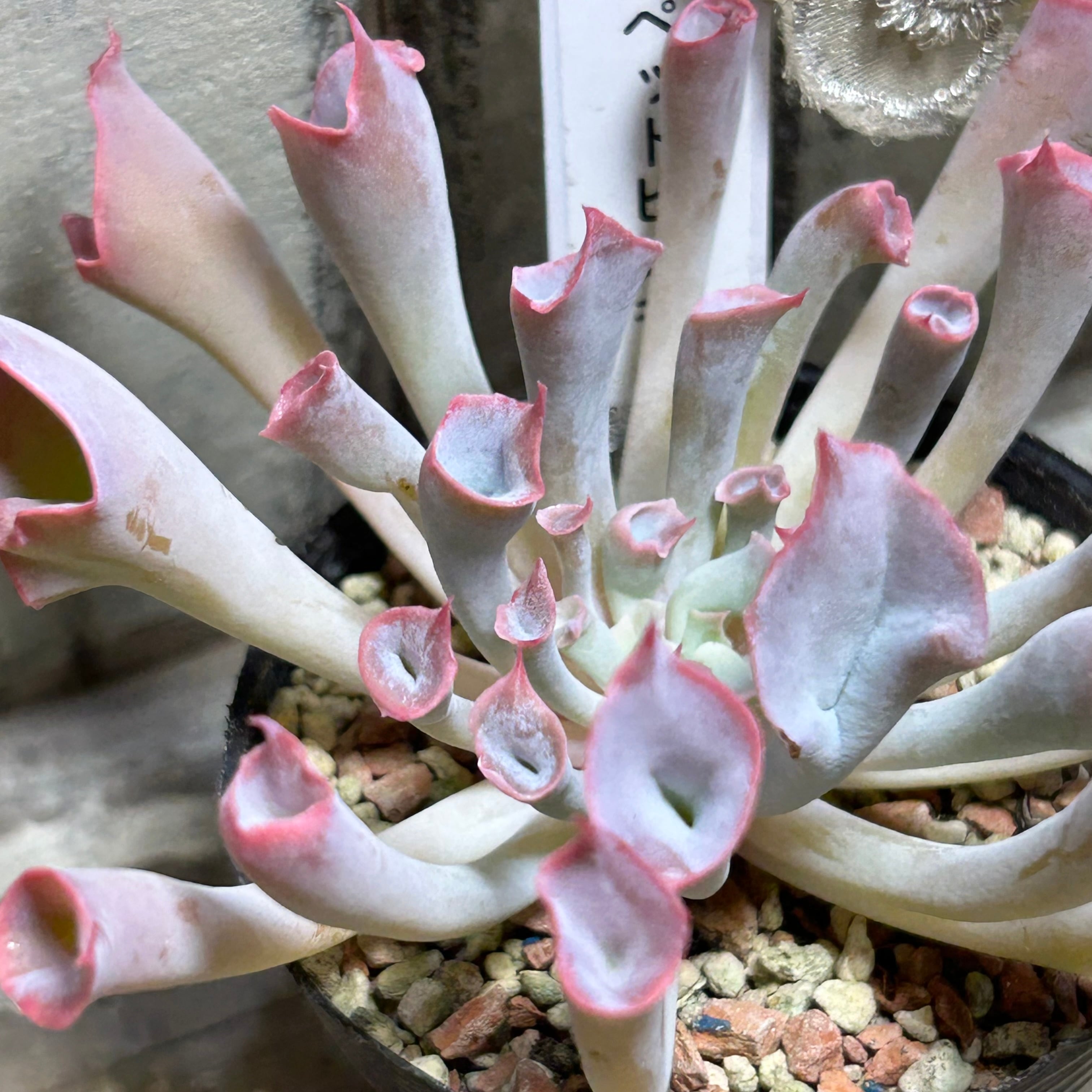 トランペットピンキー | RuPo 多肉植物専門店