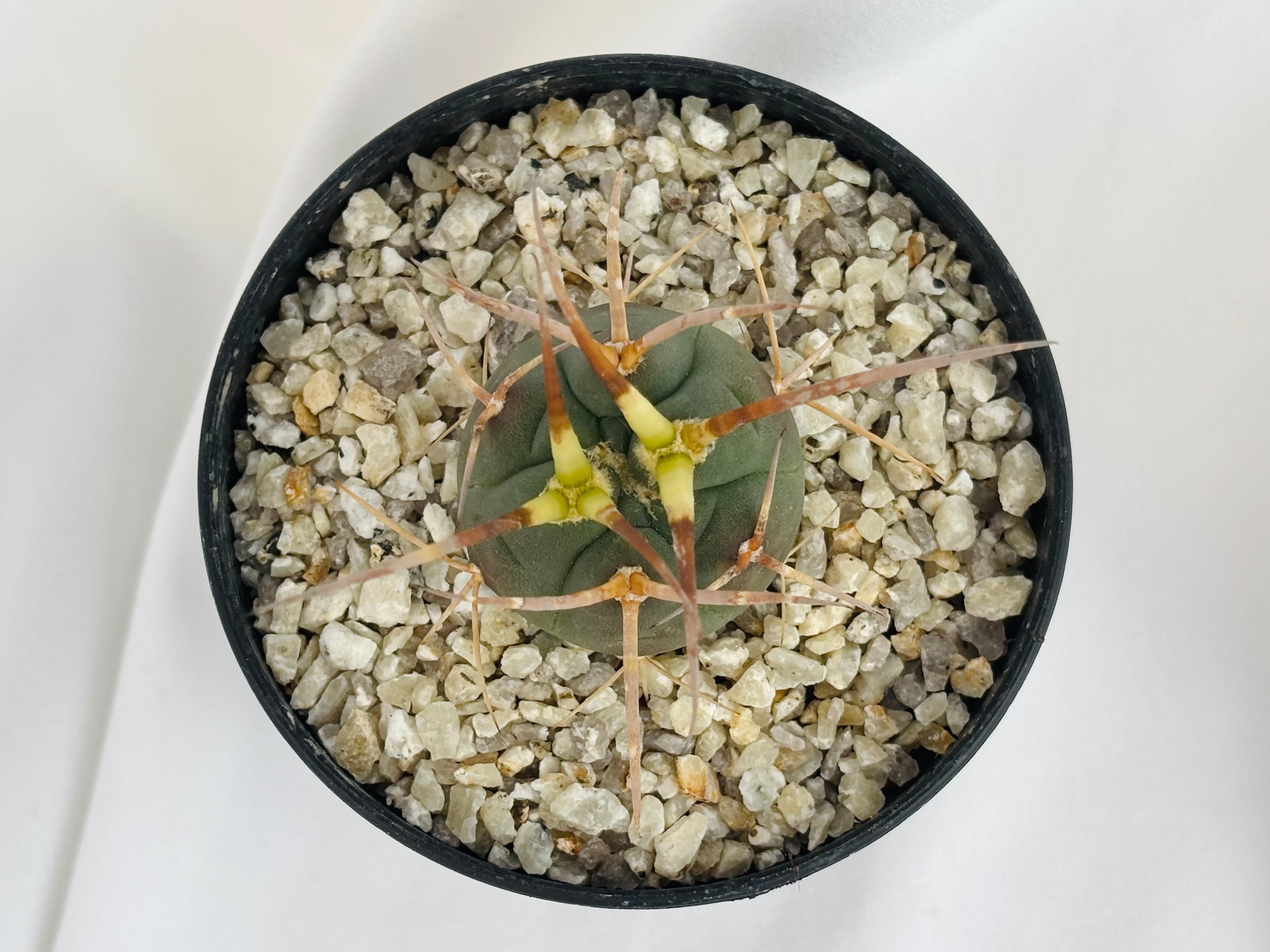 Gymnocalycium cardenasianum ギムノカリキウム 光琳玉 サボテン
