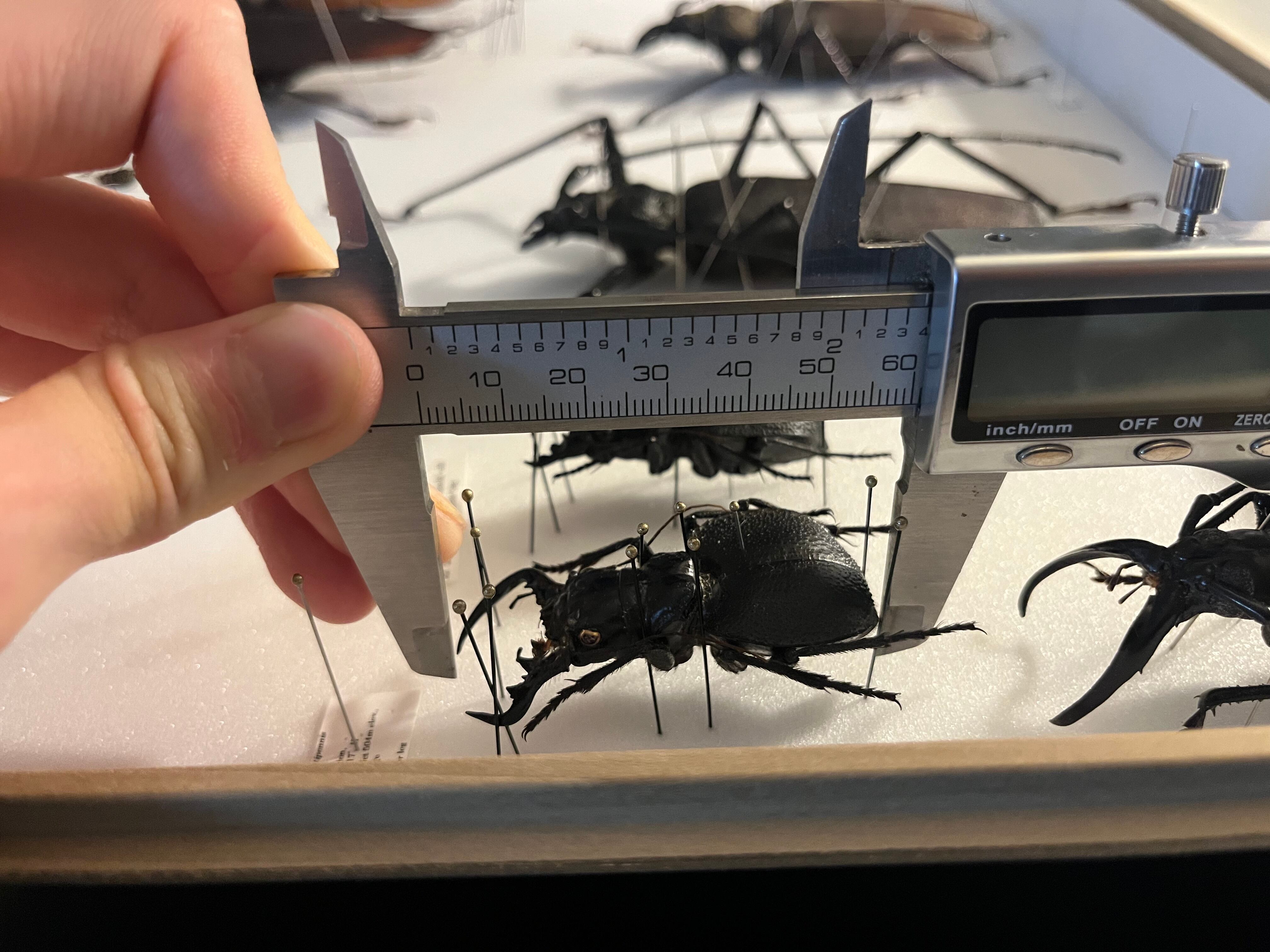 巨大♂】オオエンマハンミョウ Manticora タンザニア産 昆虫標本