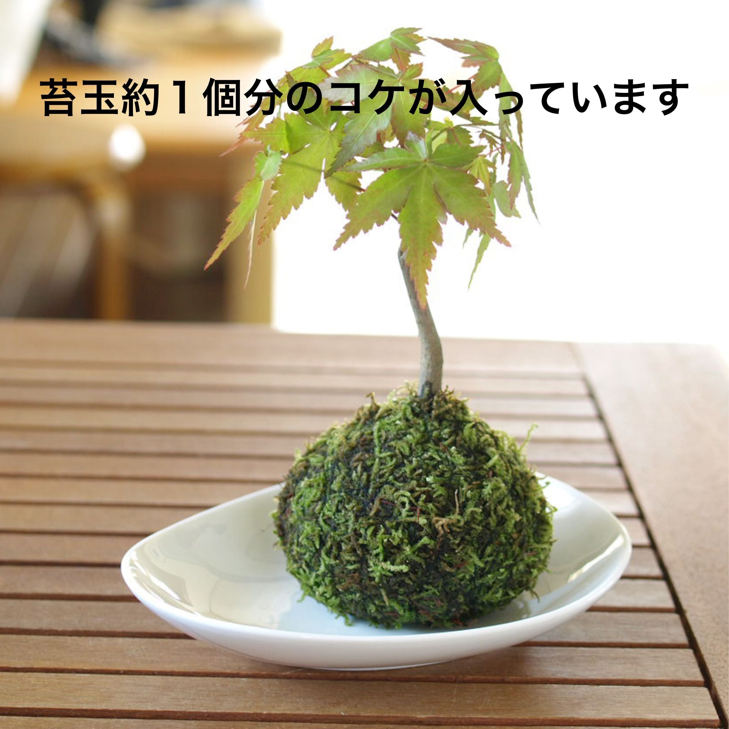 ハイゴケ 苔テラリウム・苔玉作製用素材苔（大パック） | 苔テラリウム