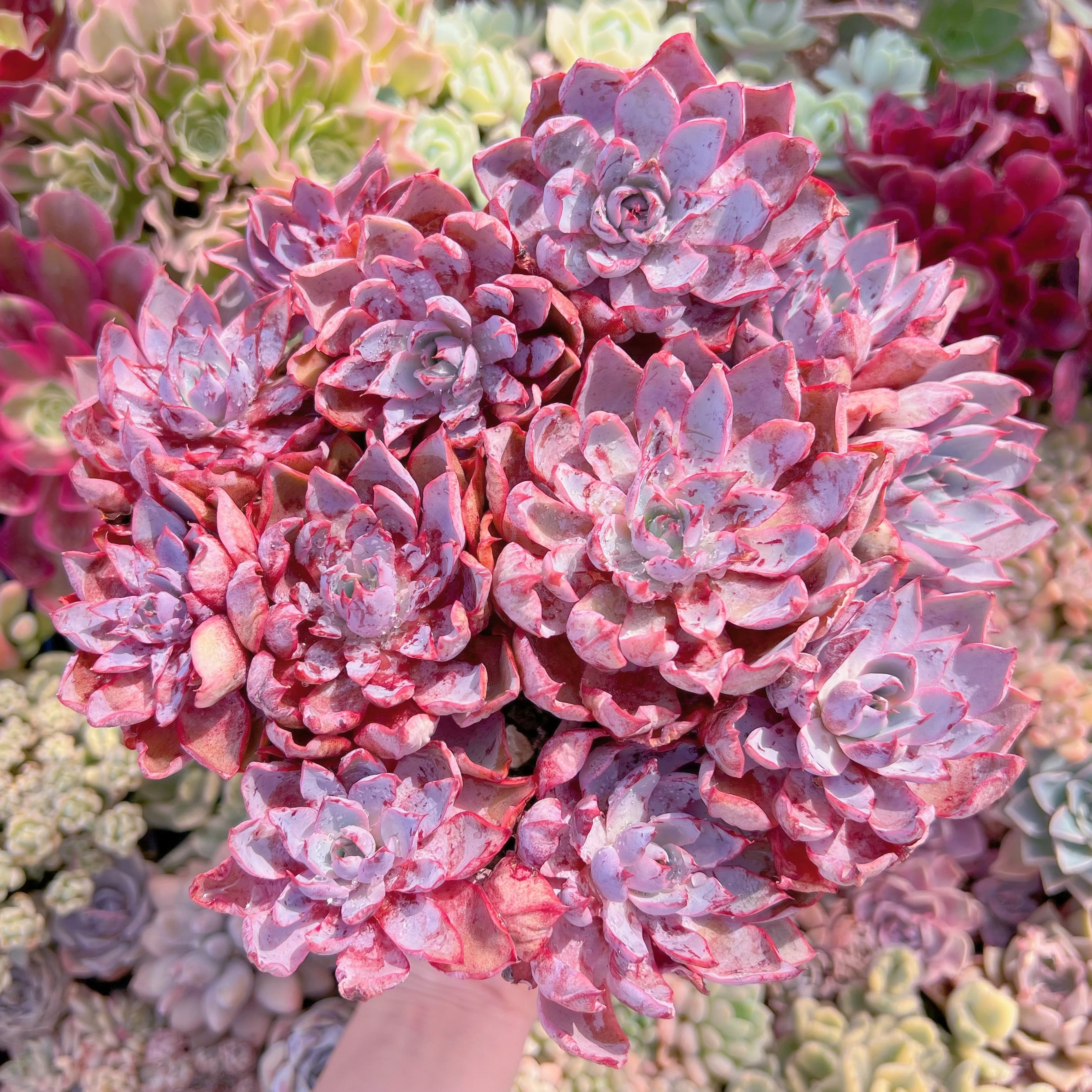 現品　ヘラ#663　特大大群生　るる農園