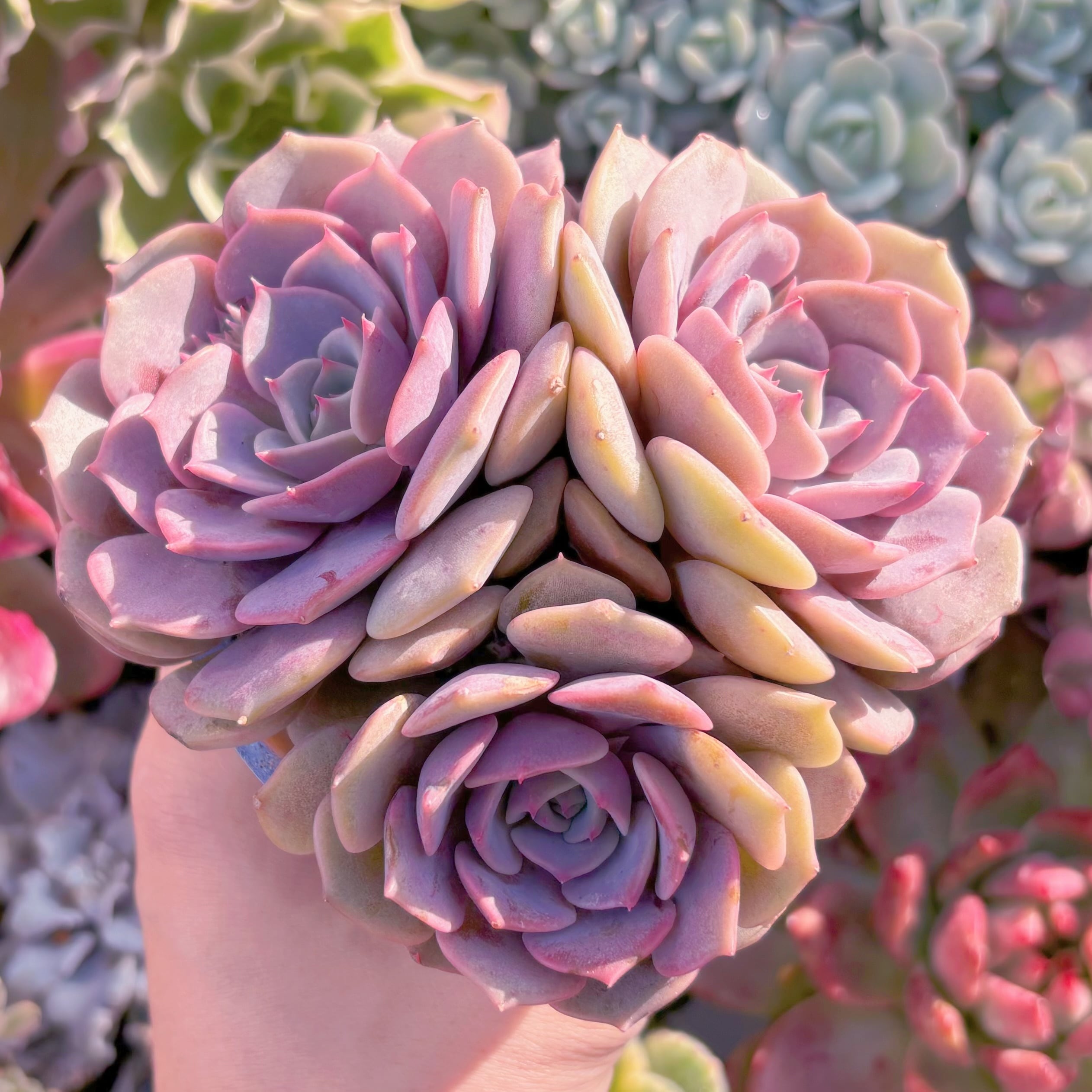 多肉植物　ピンクローラ　群生3頭　新入荷　るる農園