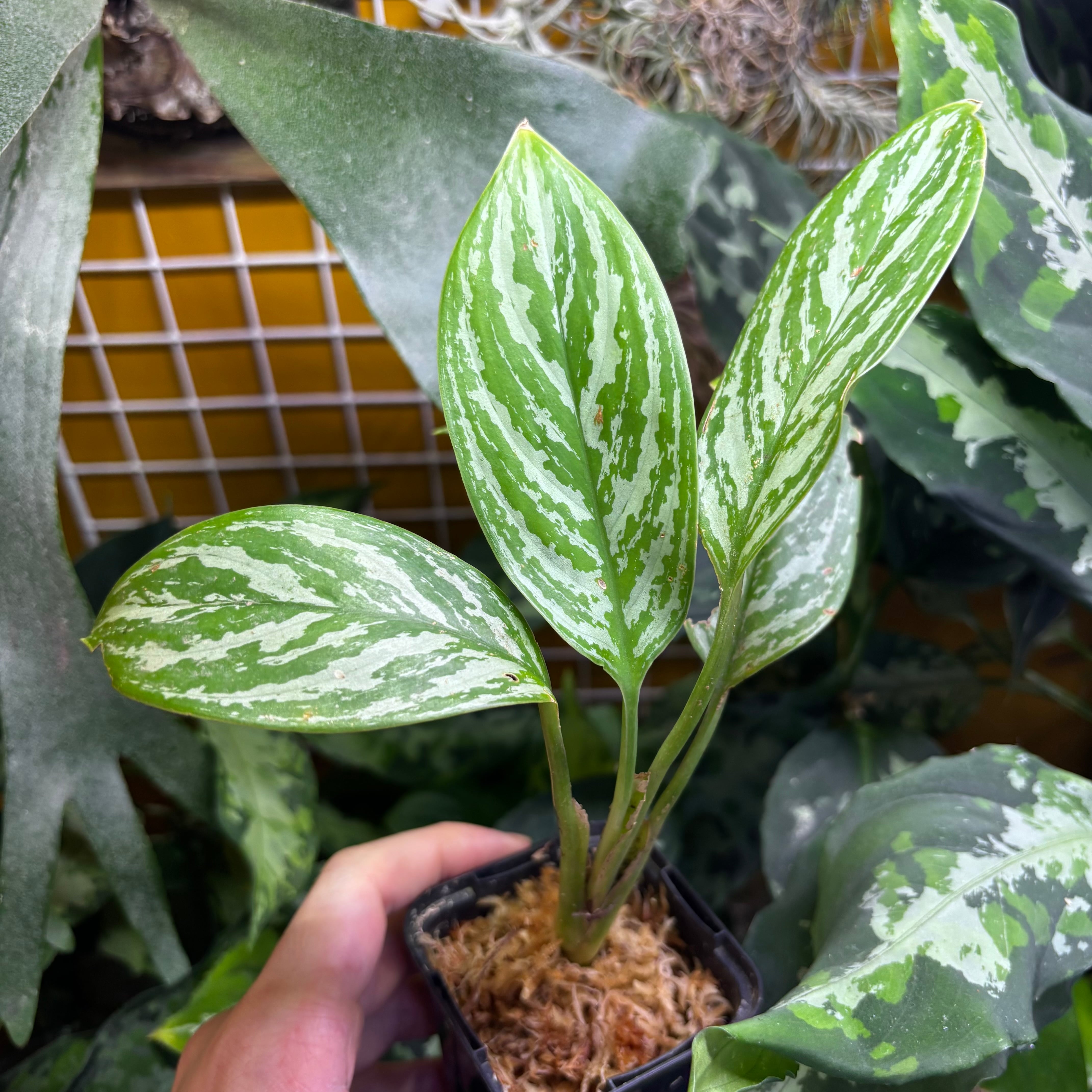 Aglaonema nitidum 
