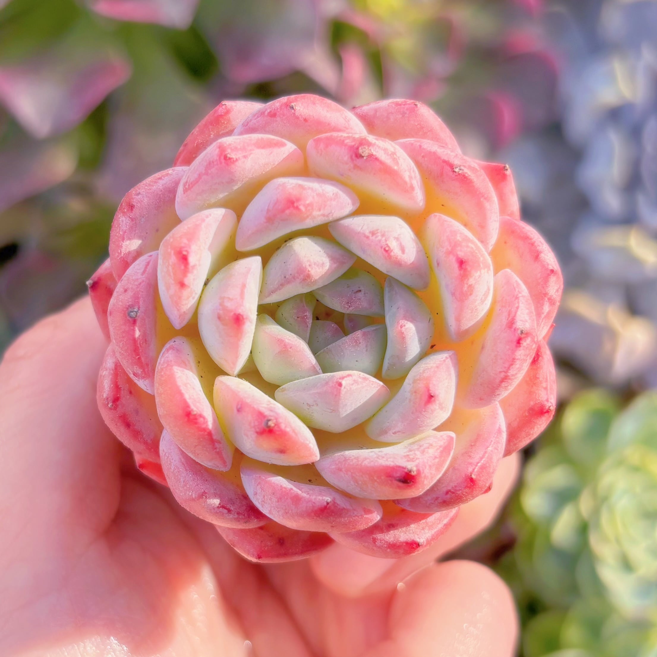 多肉植物　アマンドベリー　新入荷　るる農園