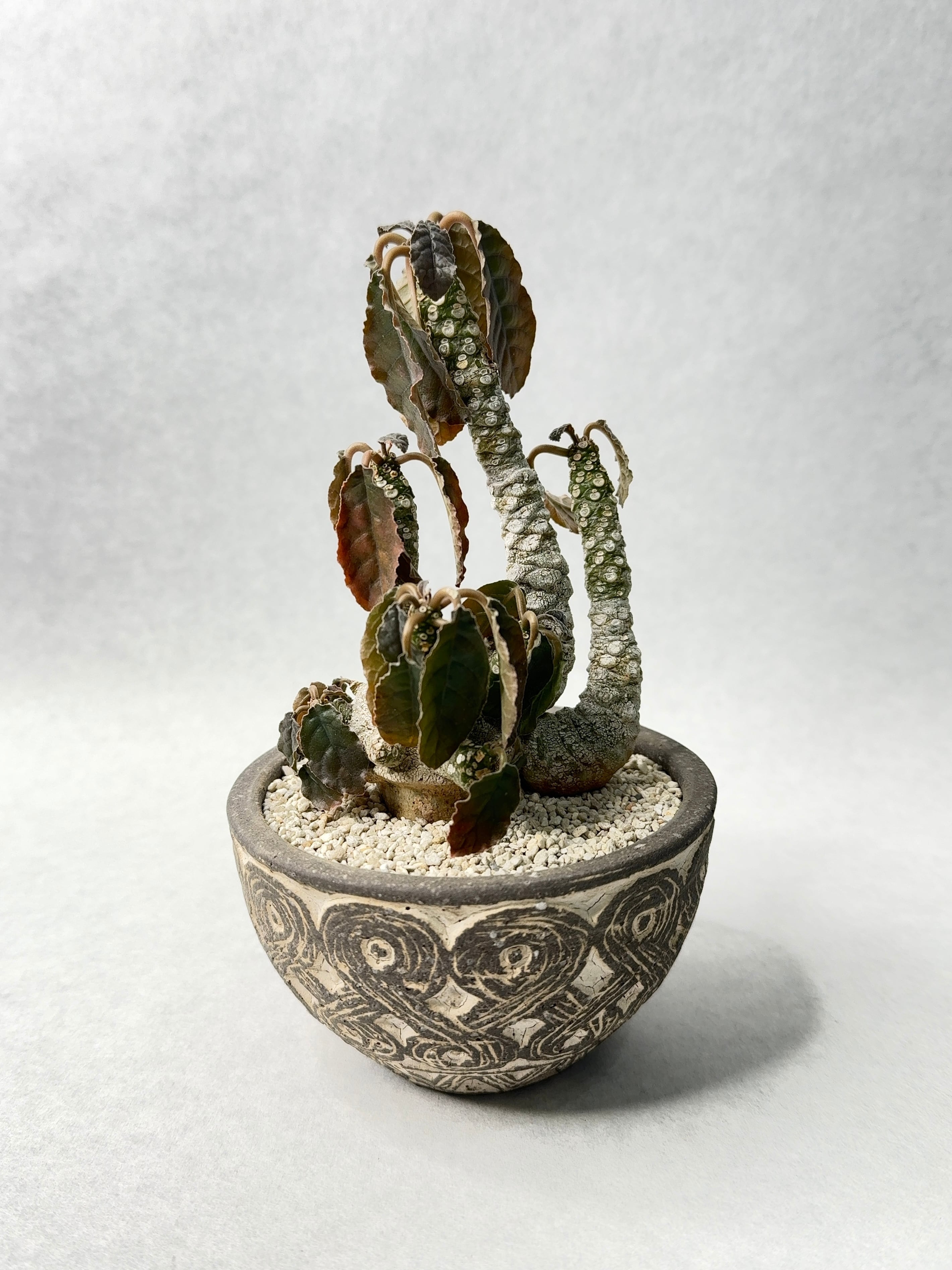 ドルステニア・フォエチダ