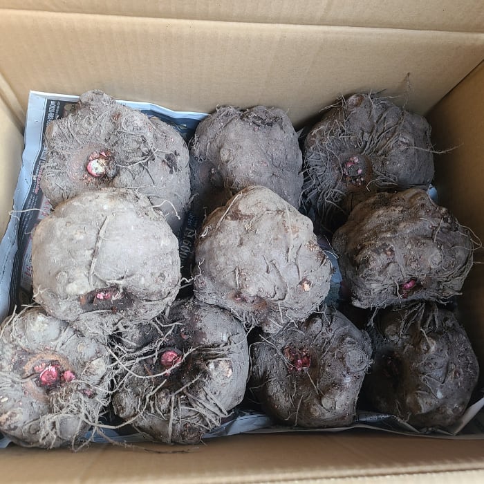 群馬県産こんにゃく芋 みやままさり（30キロ） | 大川ファーム