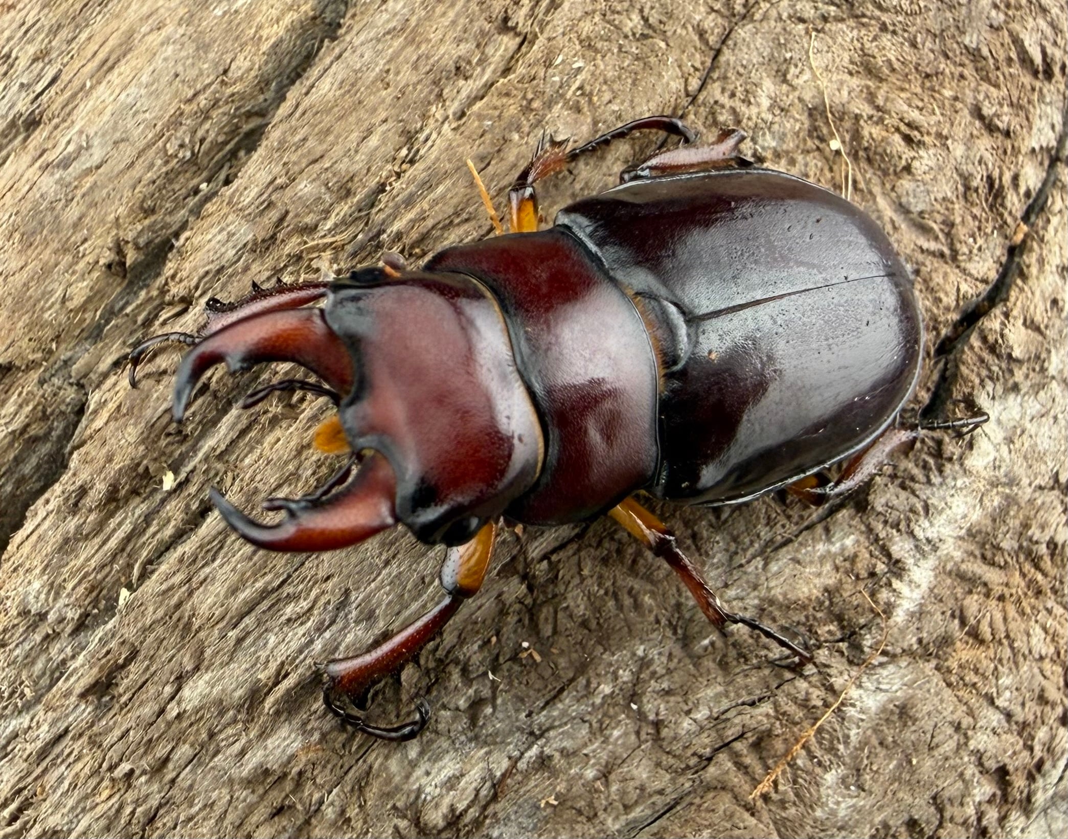 カプレオルスミヤマクワガタ 35mm ペア》 | KPW公式オンラインショップ