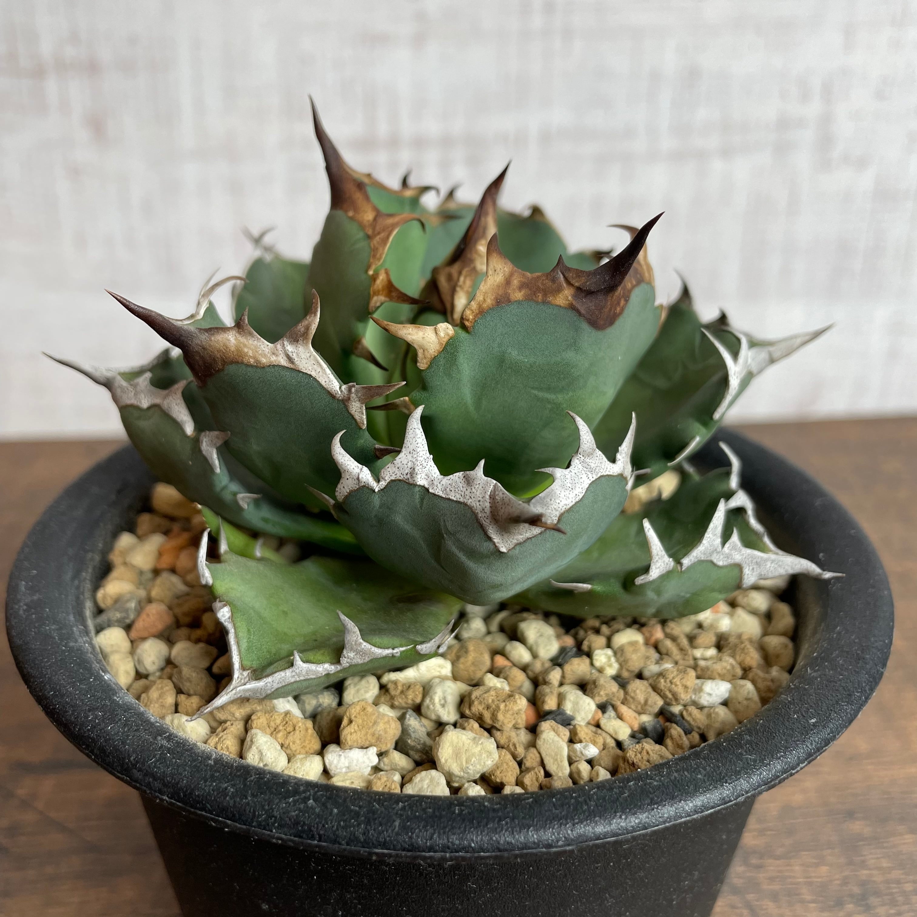 Agave titanota “姫厳龍” / 特選！台湾輸入株 子株付き 親株 / 4号 ...