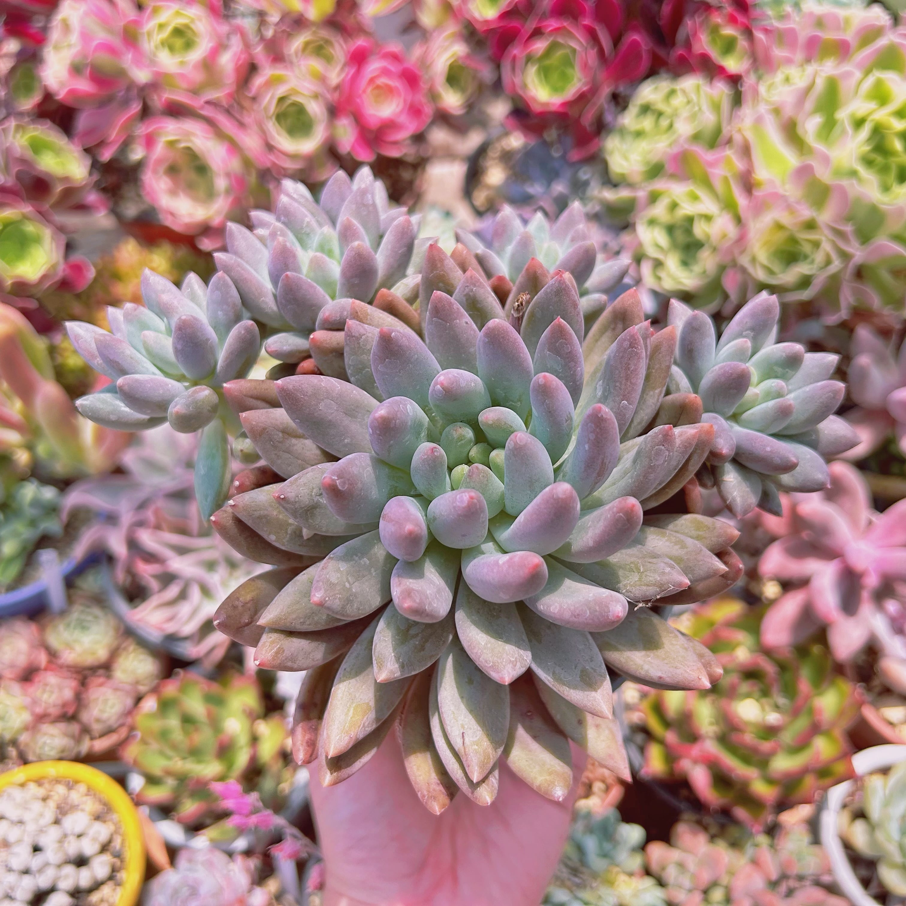 現物　多肉植物　紅トンボ　特大　抜き苗