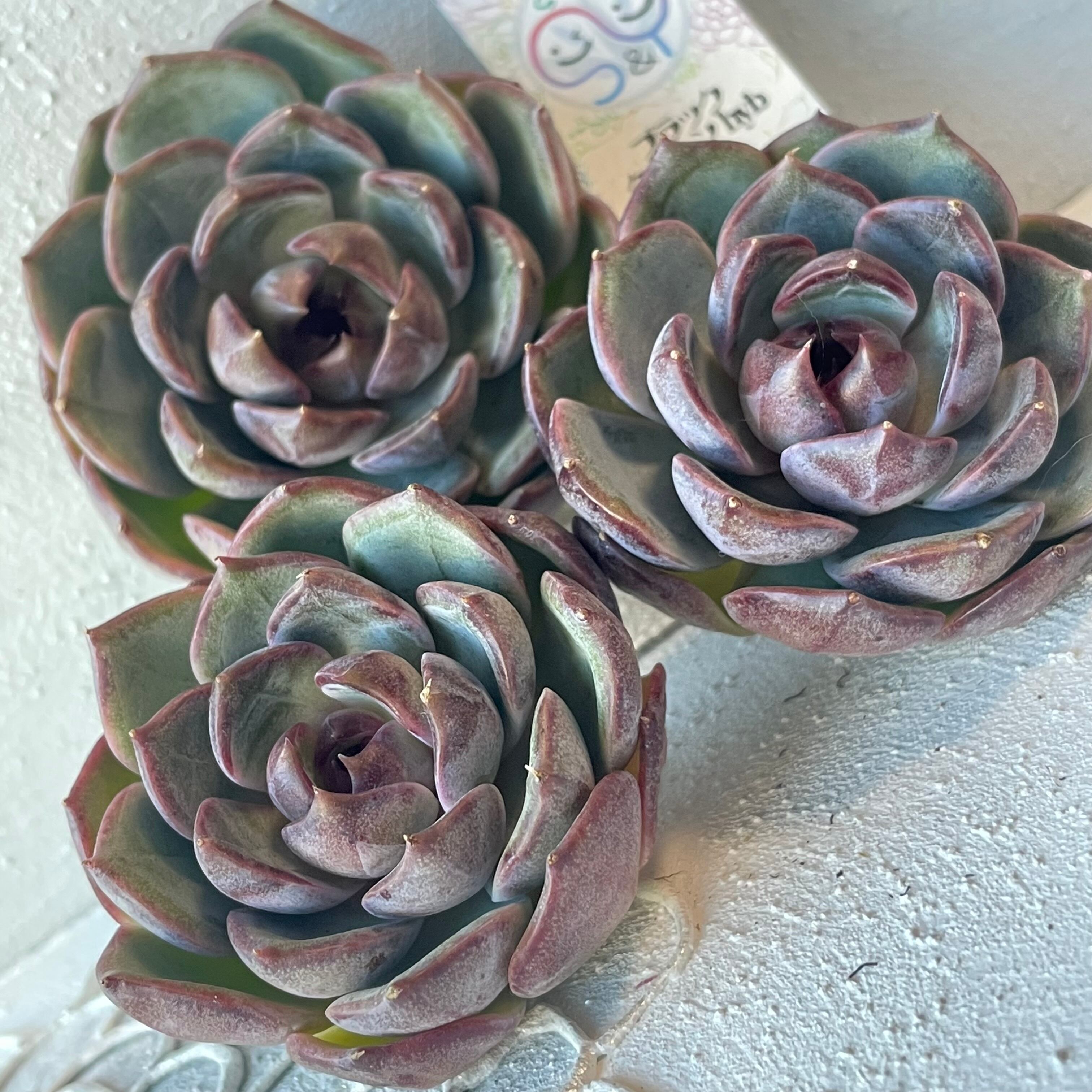 多肉植物 韓国苗 エケベリアmix苗 100苗セット ゆうパック発送 71NALr9O6GL._UF350,350_QL50_.jpg