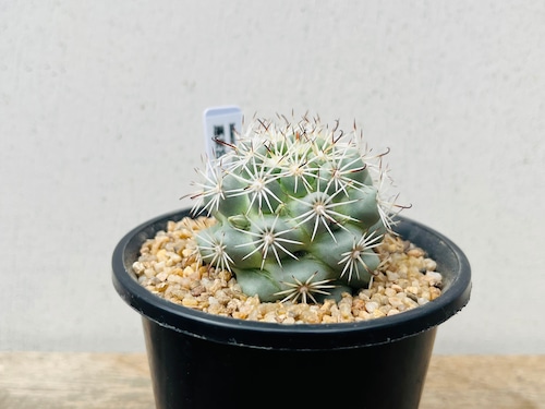 Mammillaria Schumannii　マミラリア　蓬莱宮　サボテン