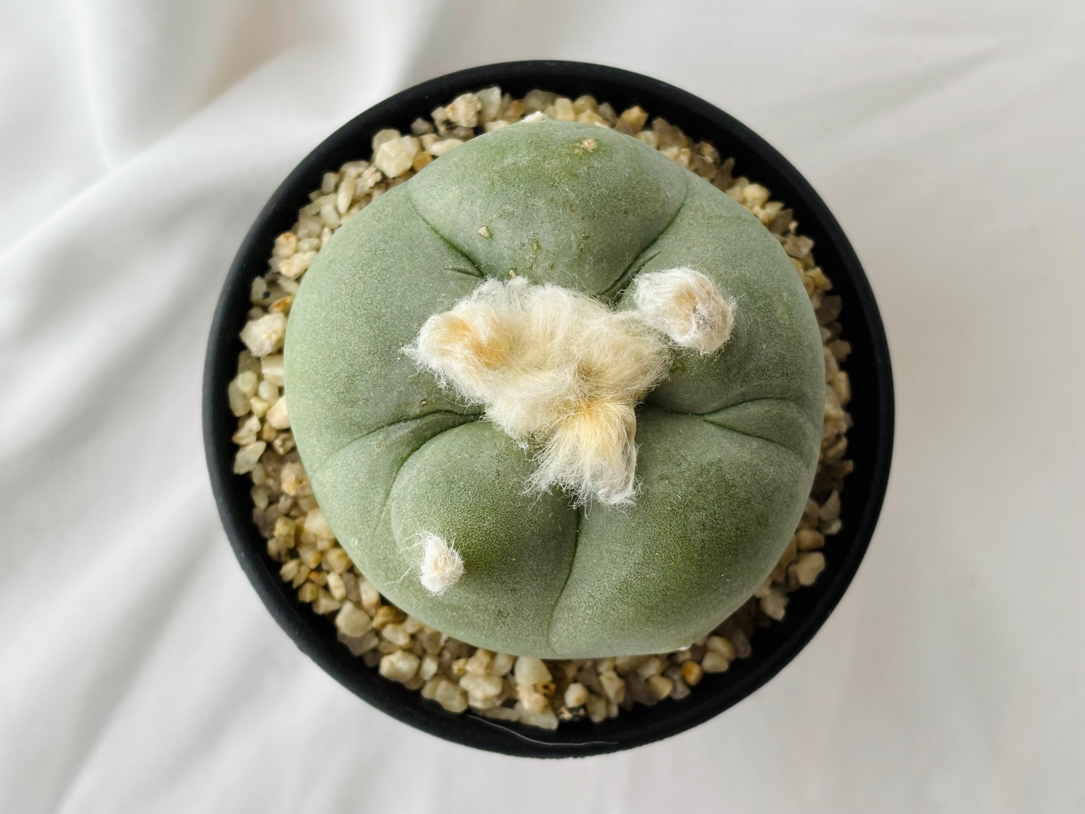 Lophophora diffusa ロフォフォラ 翆冠玉 大疣タイプ サボテン
