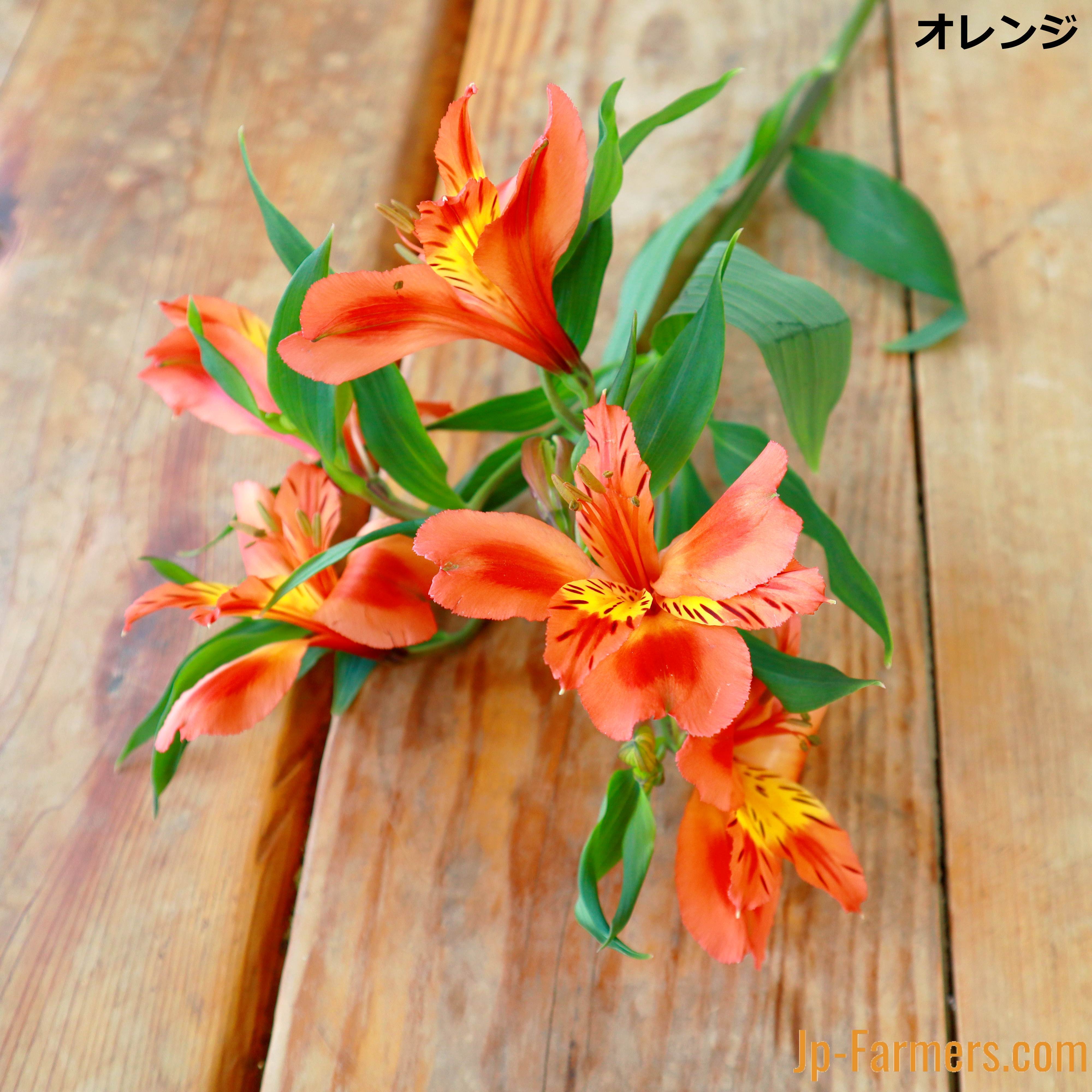 花の都」からのお届けする 選べるカラー アルストロメリア 10本 | 新鮮