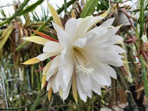 Epiphyllum hybrid ′白狐の精′ 　１０．５ｃｍＰＯＴ　３．５号鉢