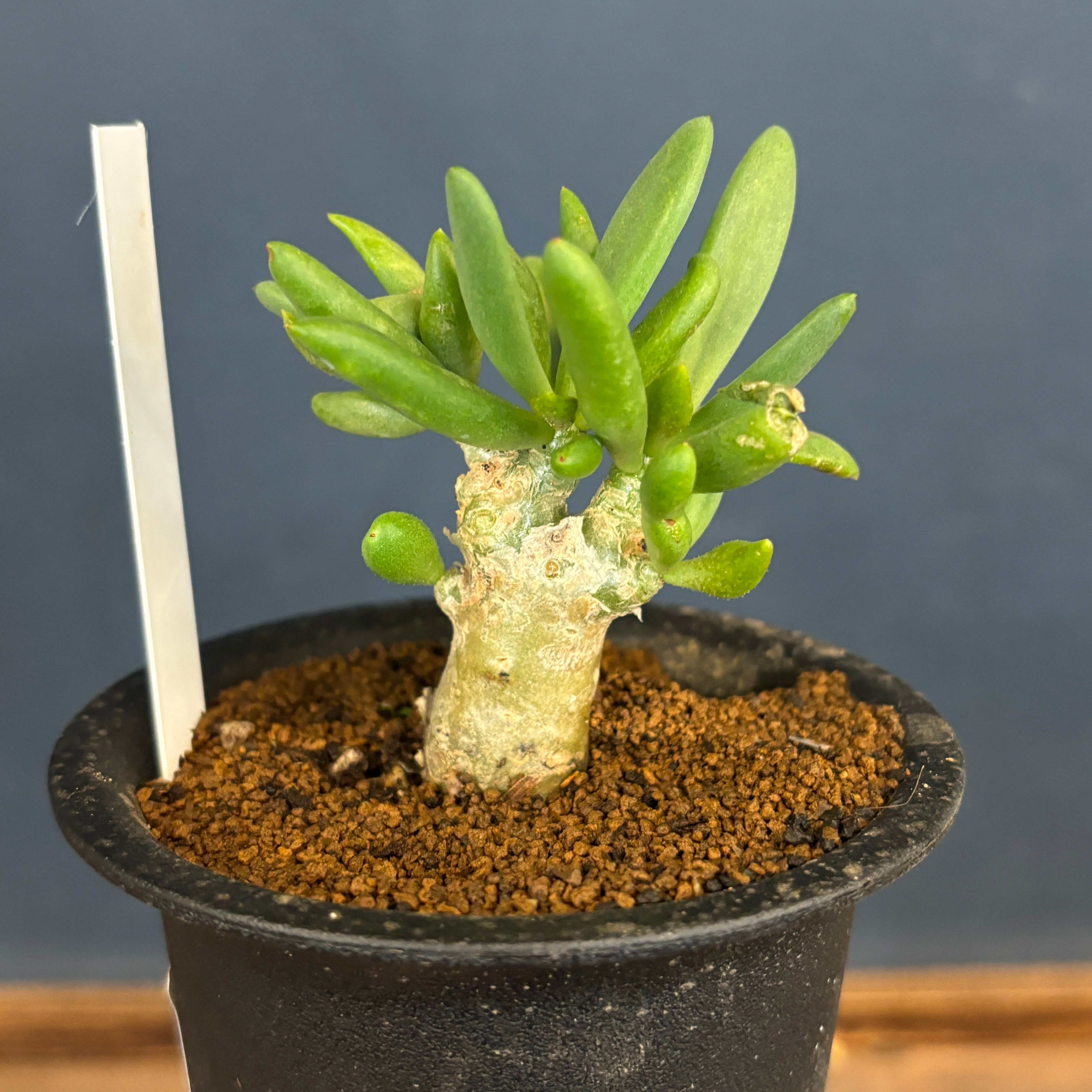 チレコドン レティキュラータス 万物想【999】 | PROTOLEAF プロトリーフ