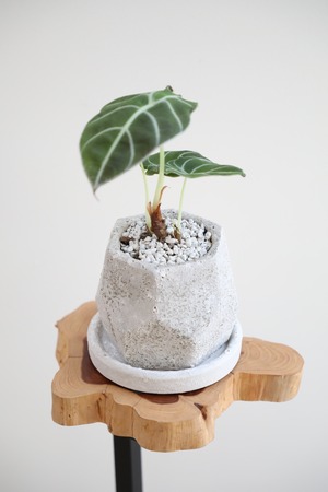 【S】アロカシア ワトソニア/Alocasia Watsoniana　※陶器鉢付き