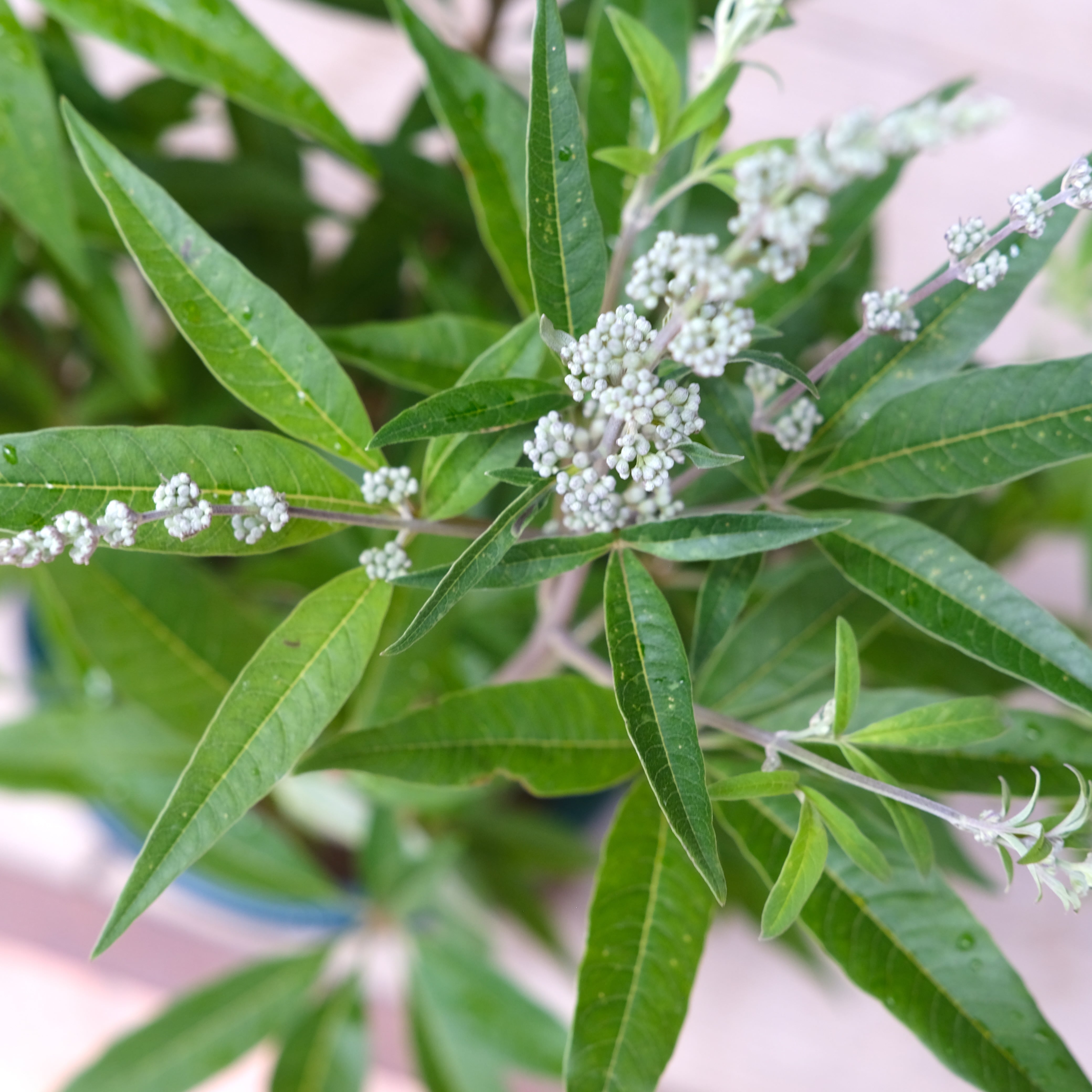 セイヨウ ニンジンボク《 ブルー 》 | グリーンギャラリーガーデンズ
