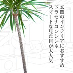 【2鉢セット】ガジュマル曲がり ドラセナコンシンネ観葉植物 大型 本物