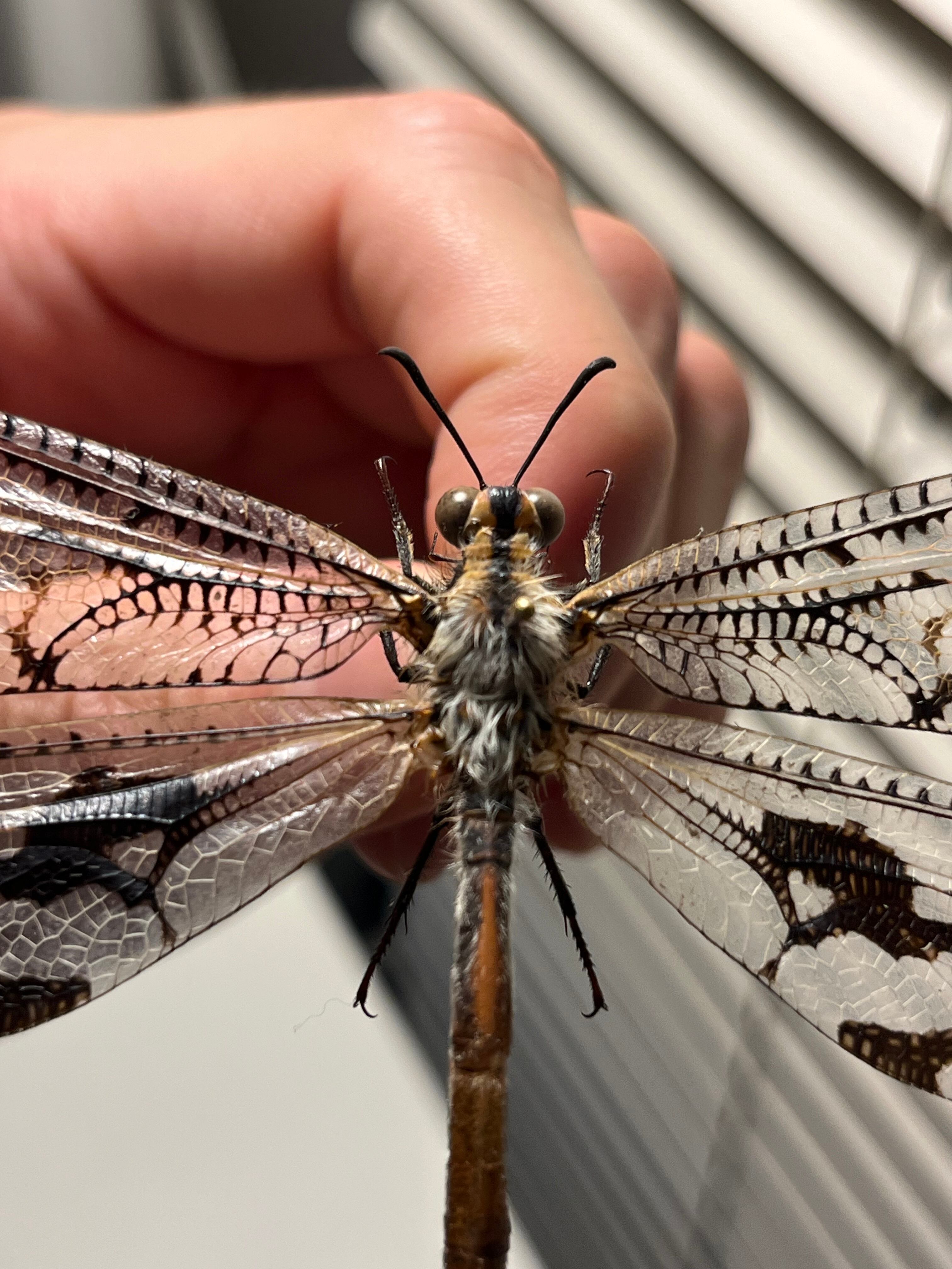 【蜻蛉最大種】Palpares sp.アミメカゲロウウスバカゲロウトンボゼミセミ 蜻蛉最大種】Palpares sp.アミメカゲロウウスバカゲロウトンボゼミセミ