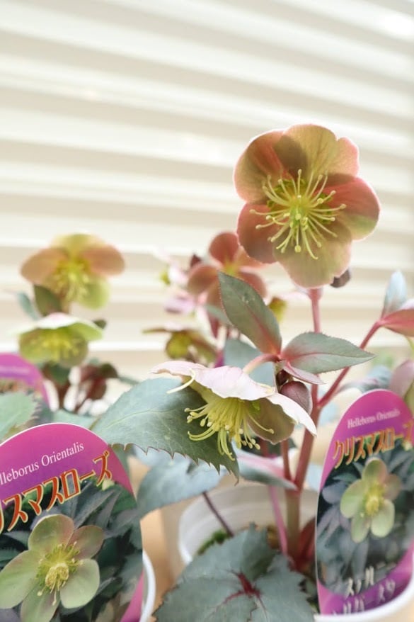 カン クリスマスローズ 株分け SSブラウニー カン様専用 クリスマスローズ 株分け SSブラウニー