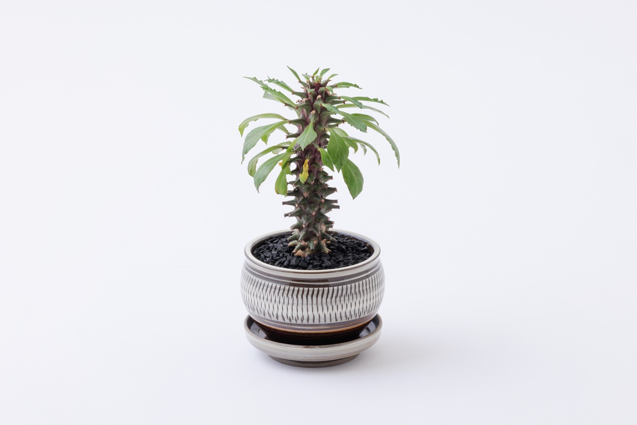 <4/25(土)~販売開始> 小鹿田焼 / 坂本浩二窯 坂本拓磨 : 植木鉢 とびかんな 白 (3.5寸-丸鉢-1) 受け皿セット