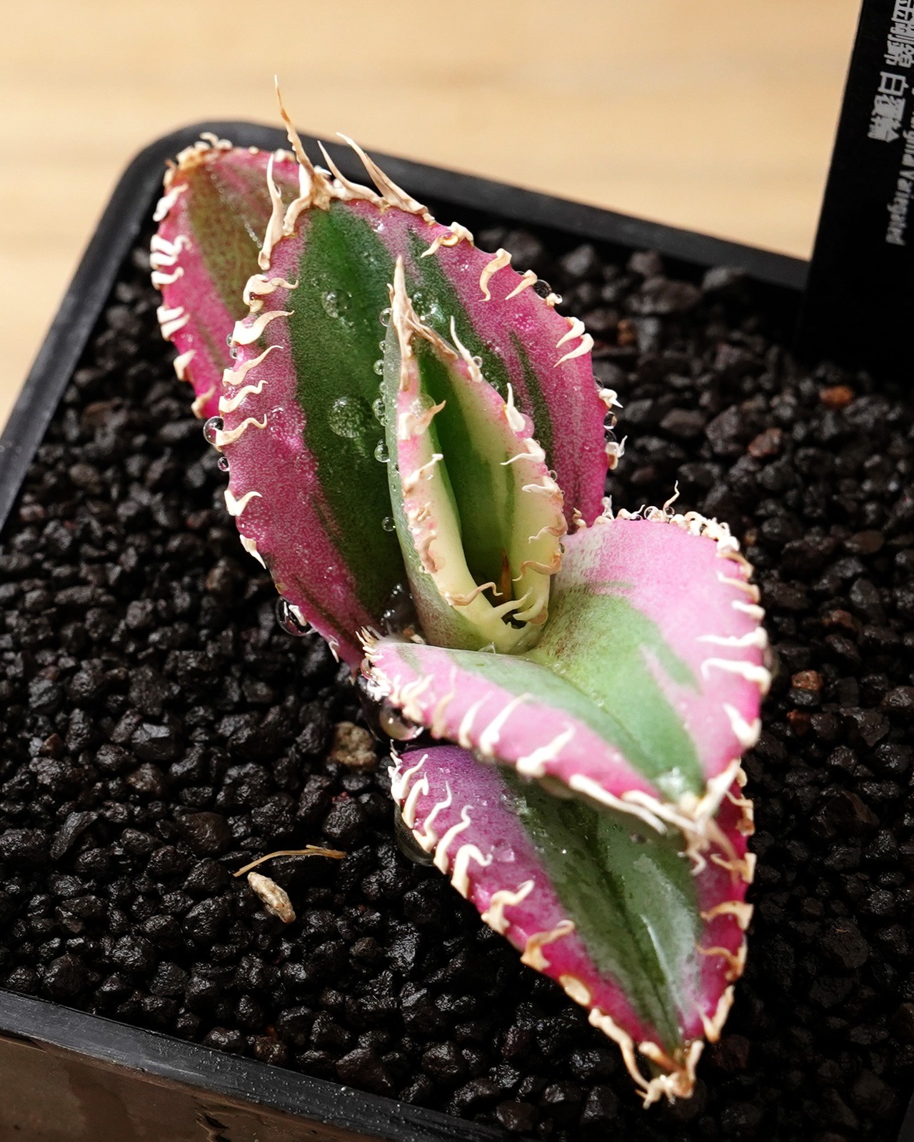 抜き苗 チタノタ 金剛錦 白覆輪 Agave titanota 'King Kong' Marginal Variegated