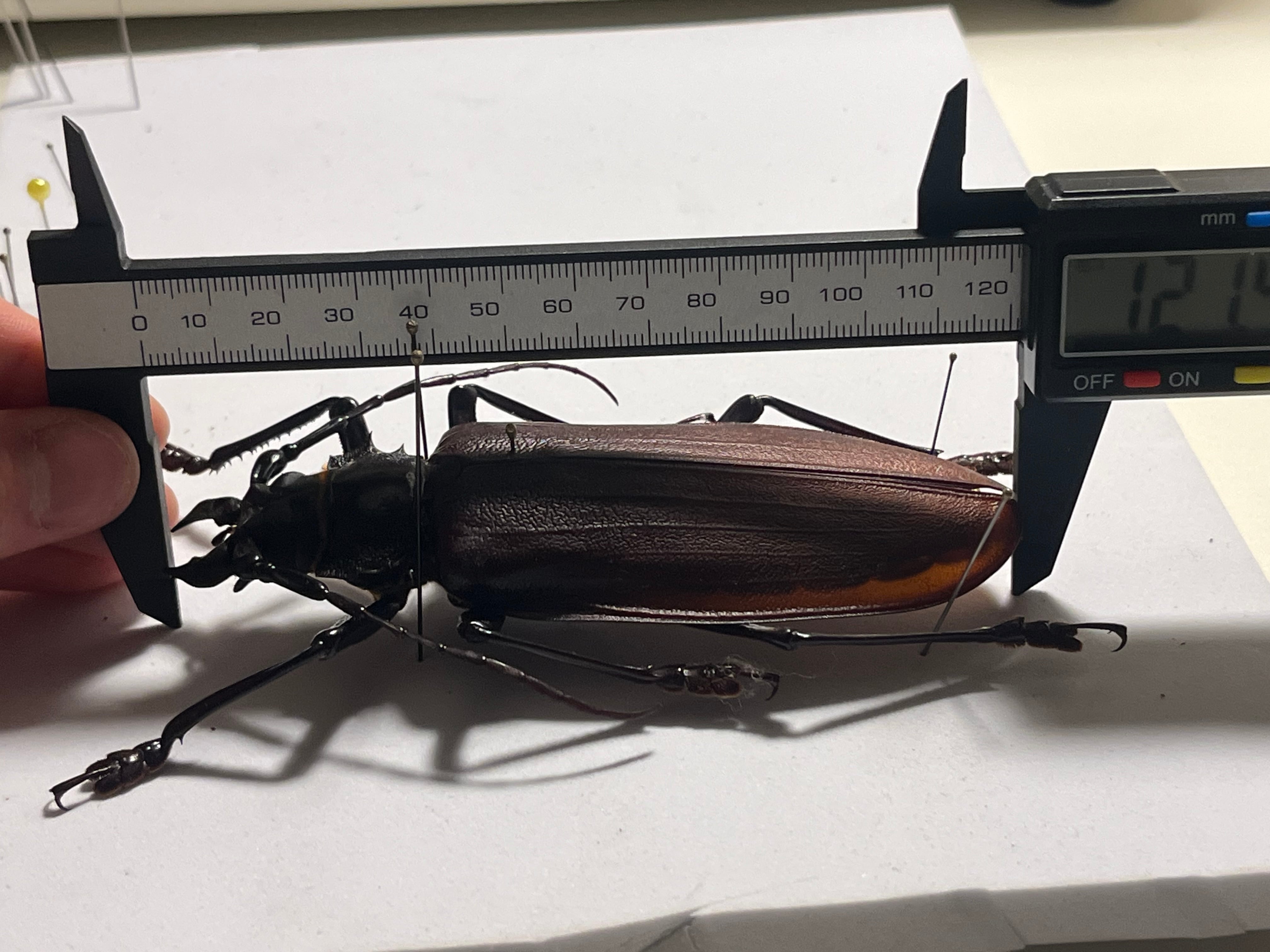 121mm】タイタンオオウスバカミキリ カブトムシクワガタハナムグリ