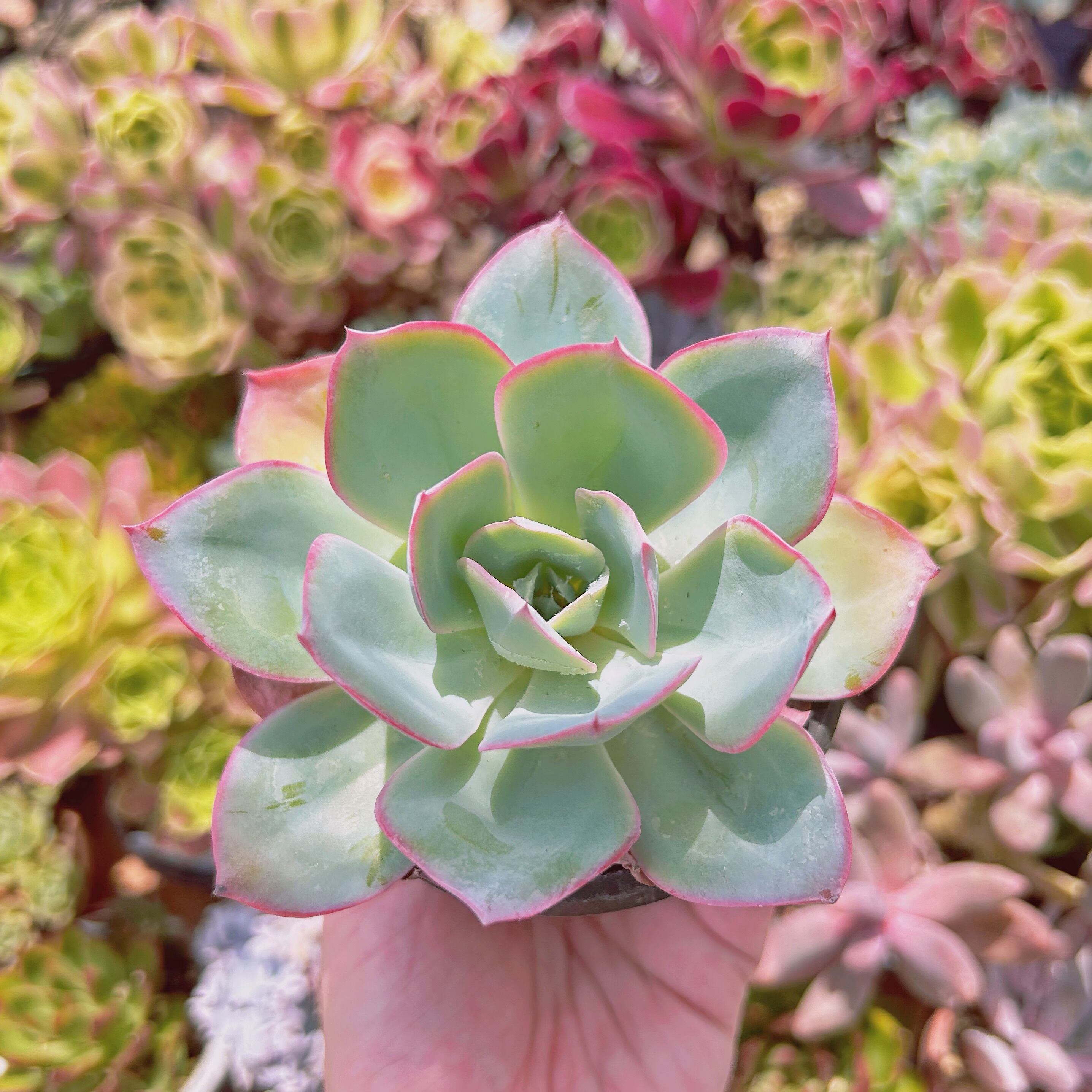 #221現物　多肉植物　ネオンライト　大苗