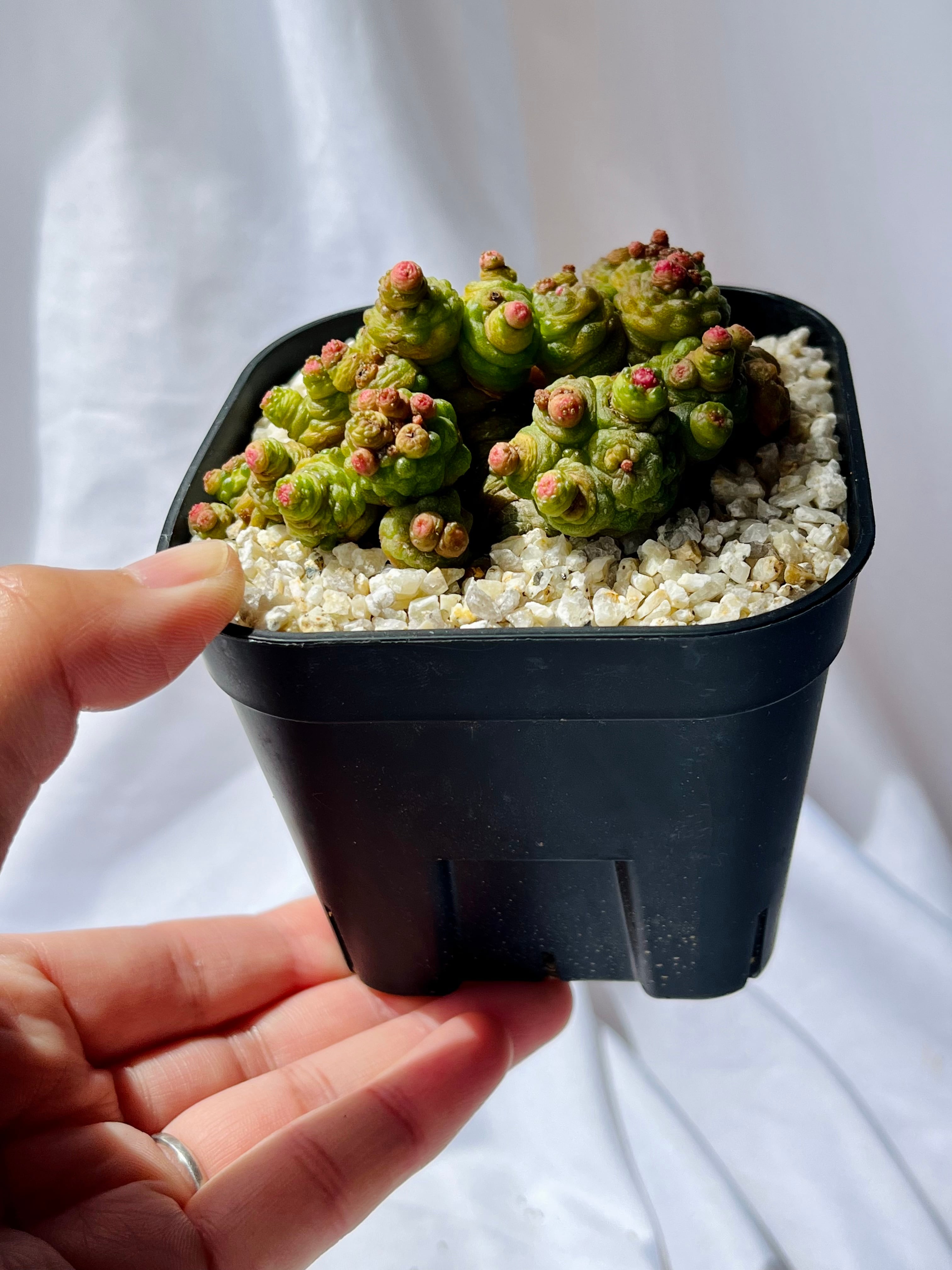 サボテン マミラリア ボカサナフレッド 大株 5号菊鉢 サボテン マミラリア ボカサナフレッド 大株 5号菊鉢