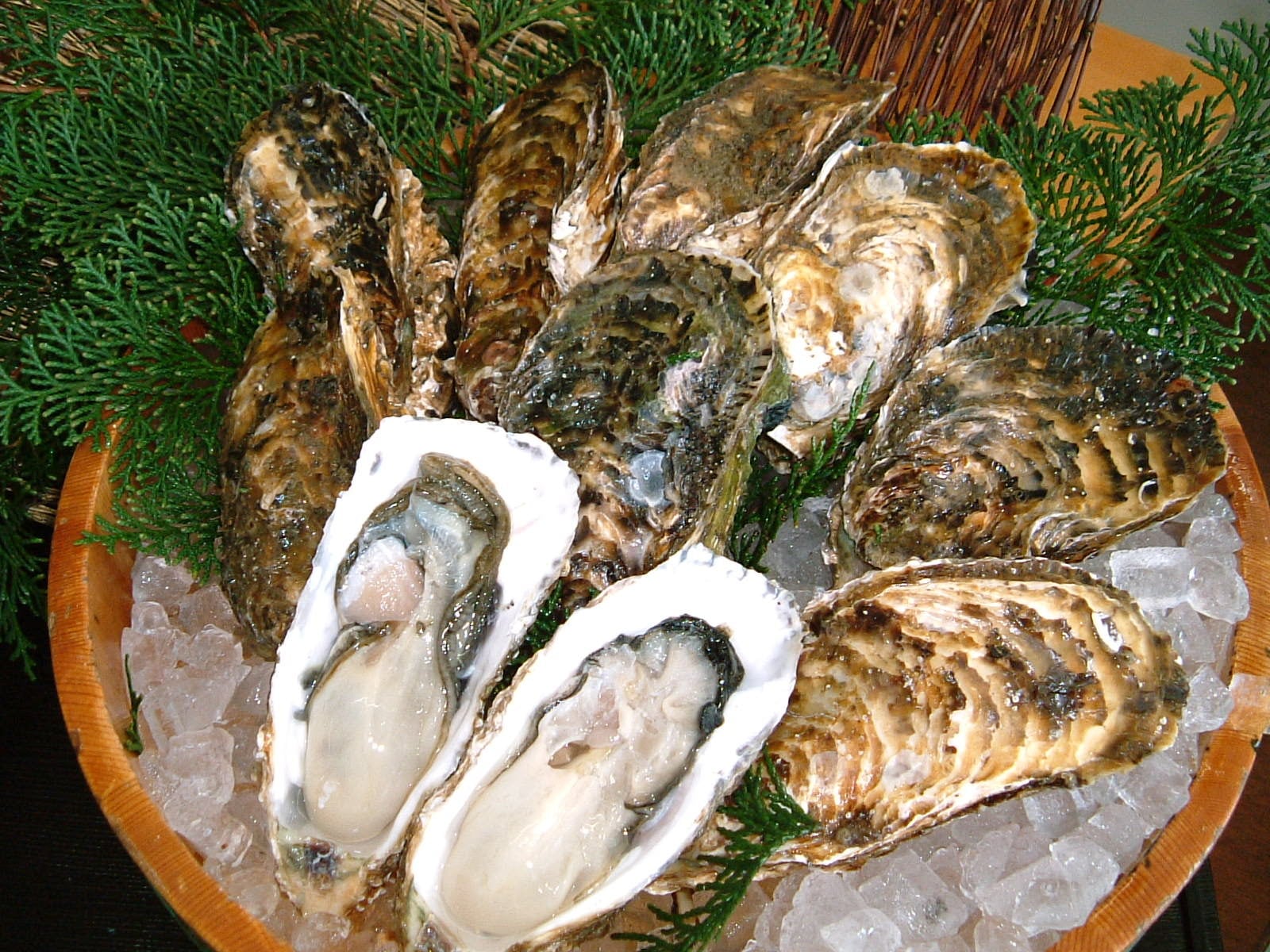 貝　まとめ売り 世界の貝大図鑑 形態・生態・分布 | M.G.ハラセウィッチ, ファビオ