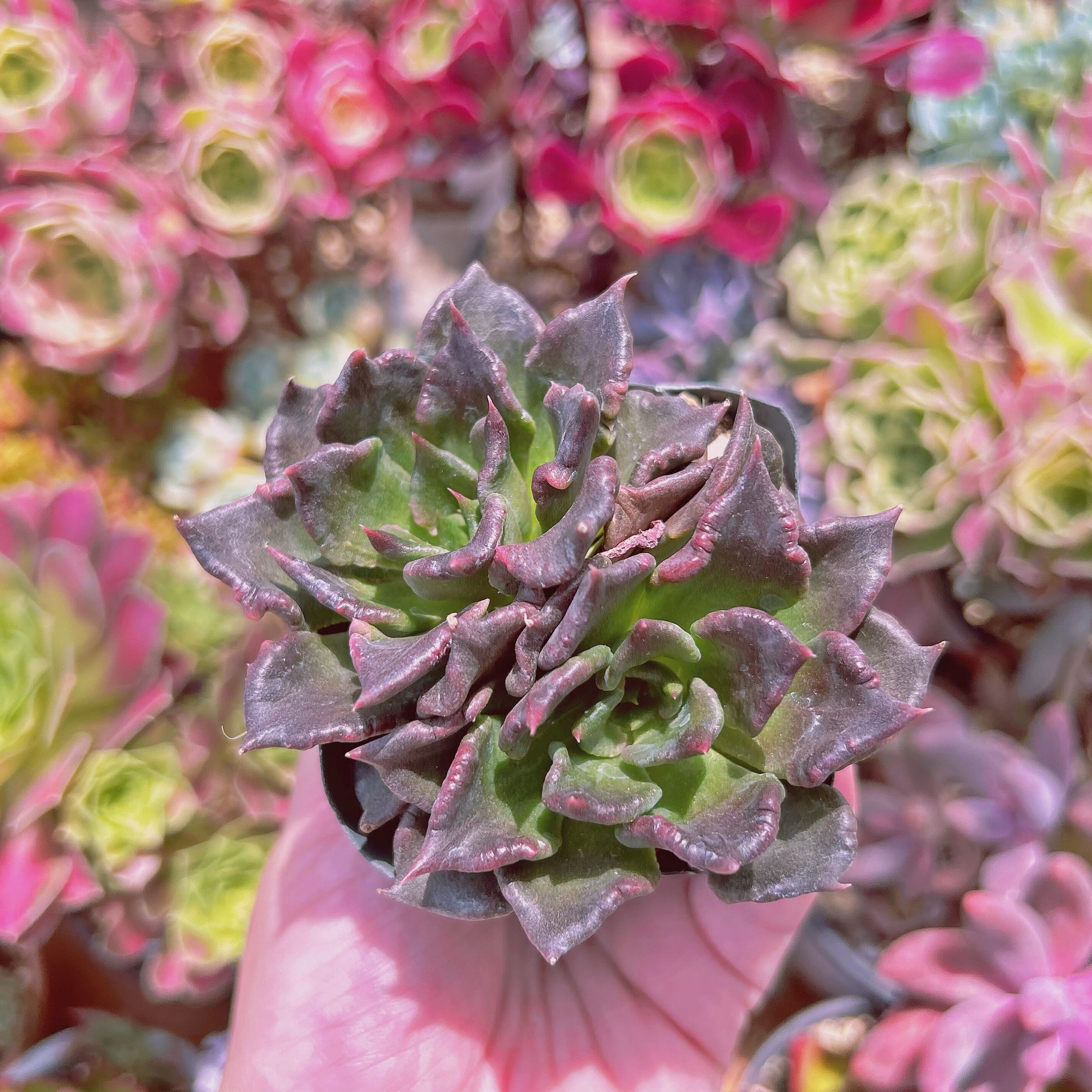 #2026現物　多肉植物　ブラックマディバ　抜き苗