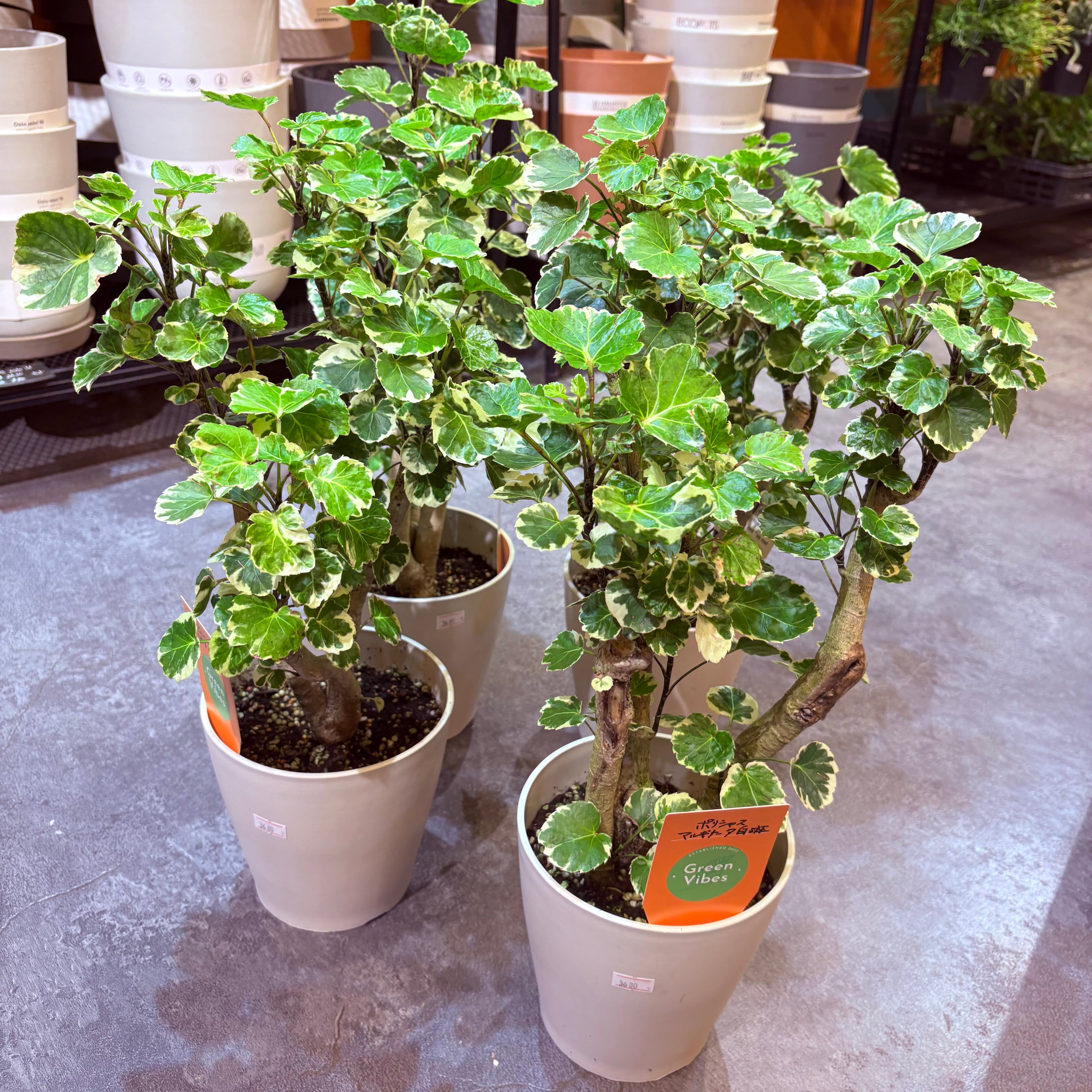 フィカス リラータイヴォンヌ 3.5号 | Green Vibes 宇都宮市の観葉植物