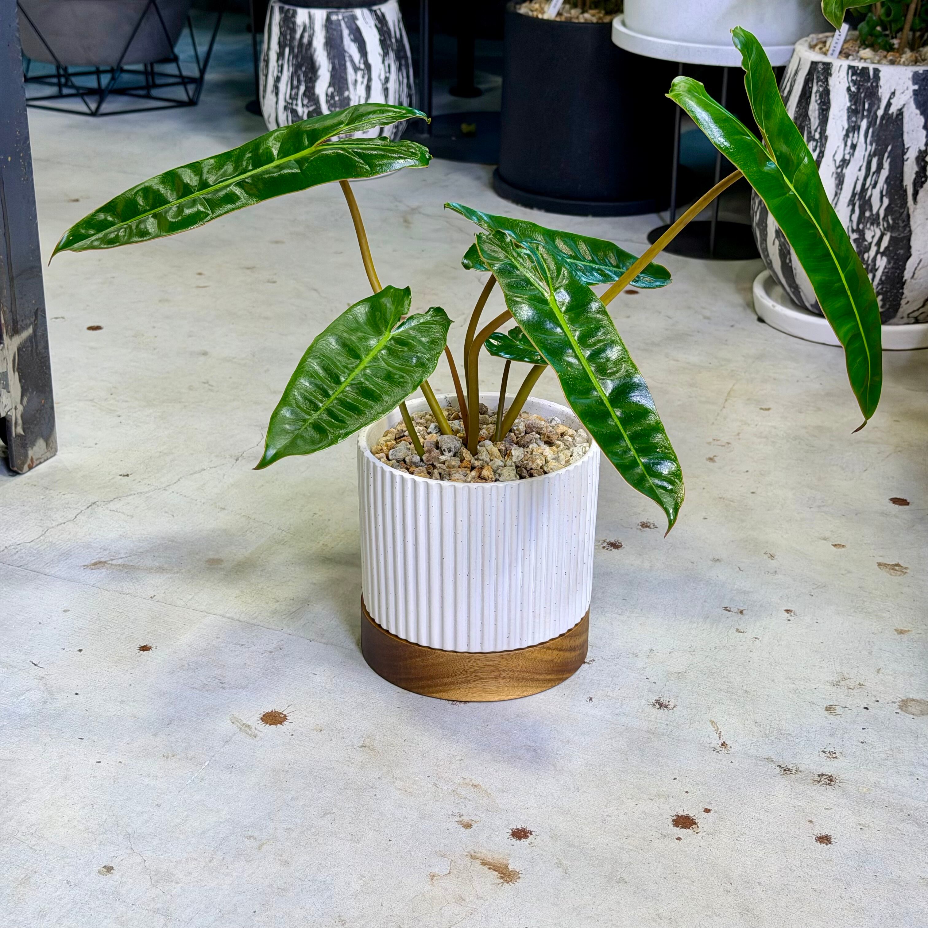 フィロデンドロン・ビレッティア | barrelplants_BONSAI