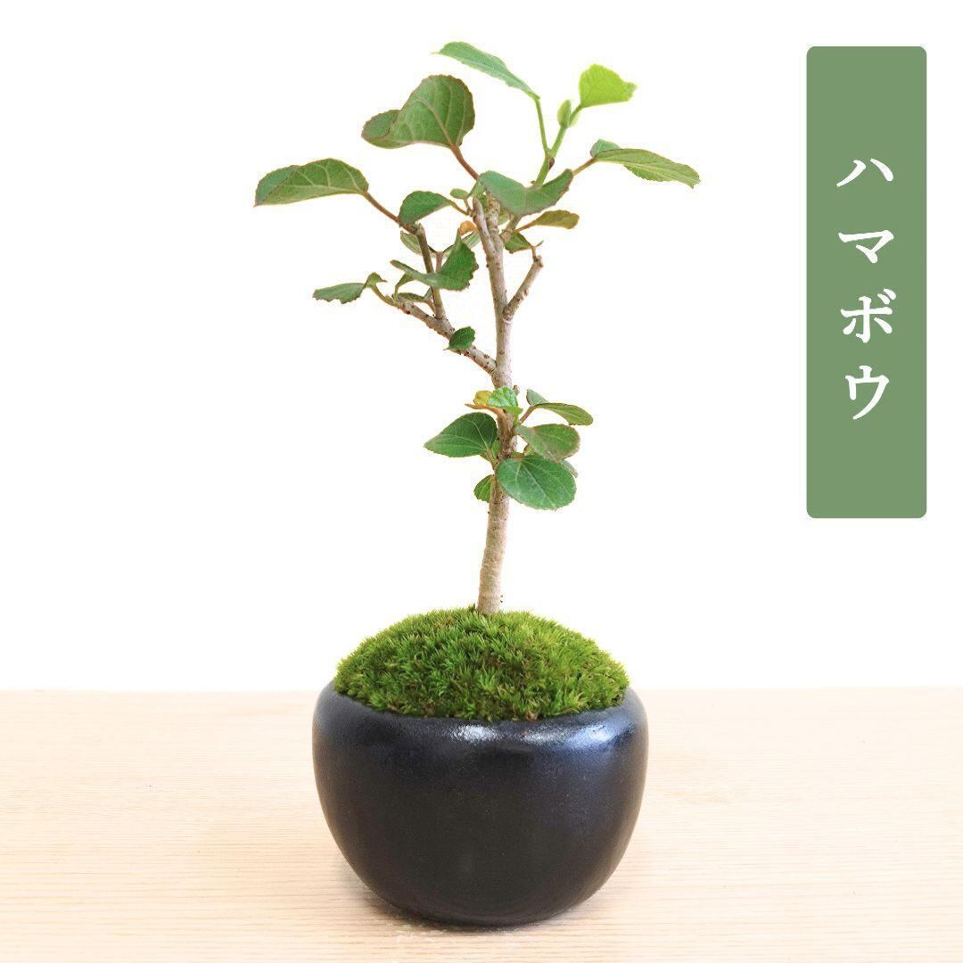POTOCO 唐楓 楓 カエデ 観葉植物 陶器鉢 盆栽 小品盆栽 苔玉 苔 | POTOCO