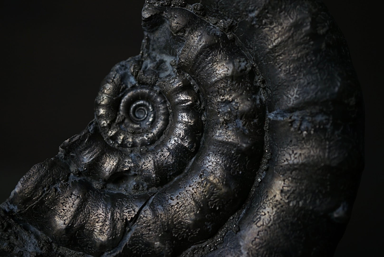 イギリス産黄鉄鉱化アンモナイト Pyritized Ammonite 1895 | 叙景 jokei