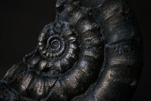 イギリス産黄鉄鉱化アンモナイト  Pyritized Ammonite 1895