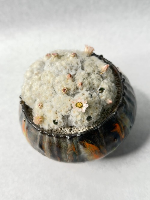 マミラリア・白星パンチパーマ