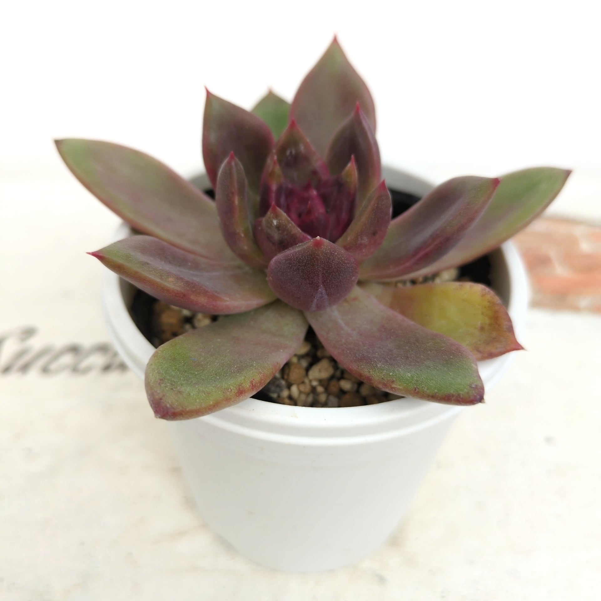 多肉植物 スノーフェイス 抜き苗 | Pay ID