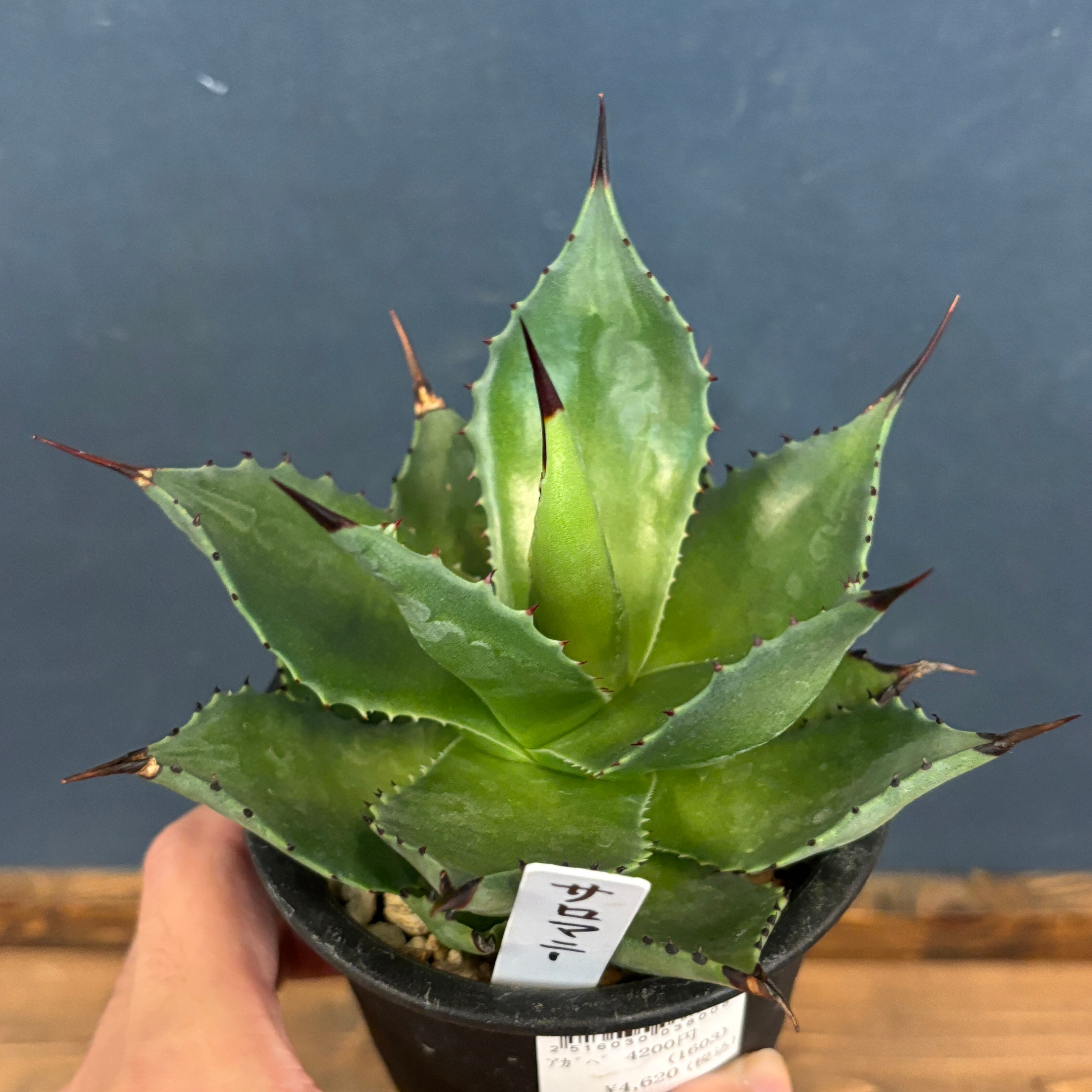 アガベ サロモニー | PROTOLEAF プロトリーフ