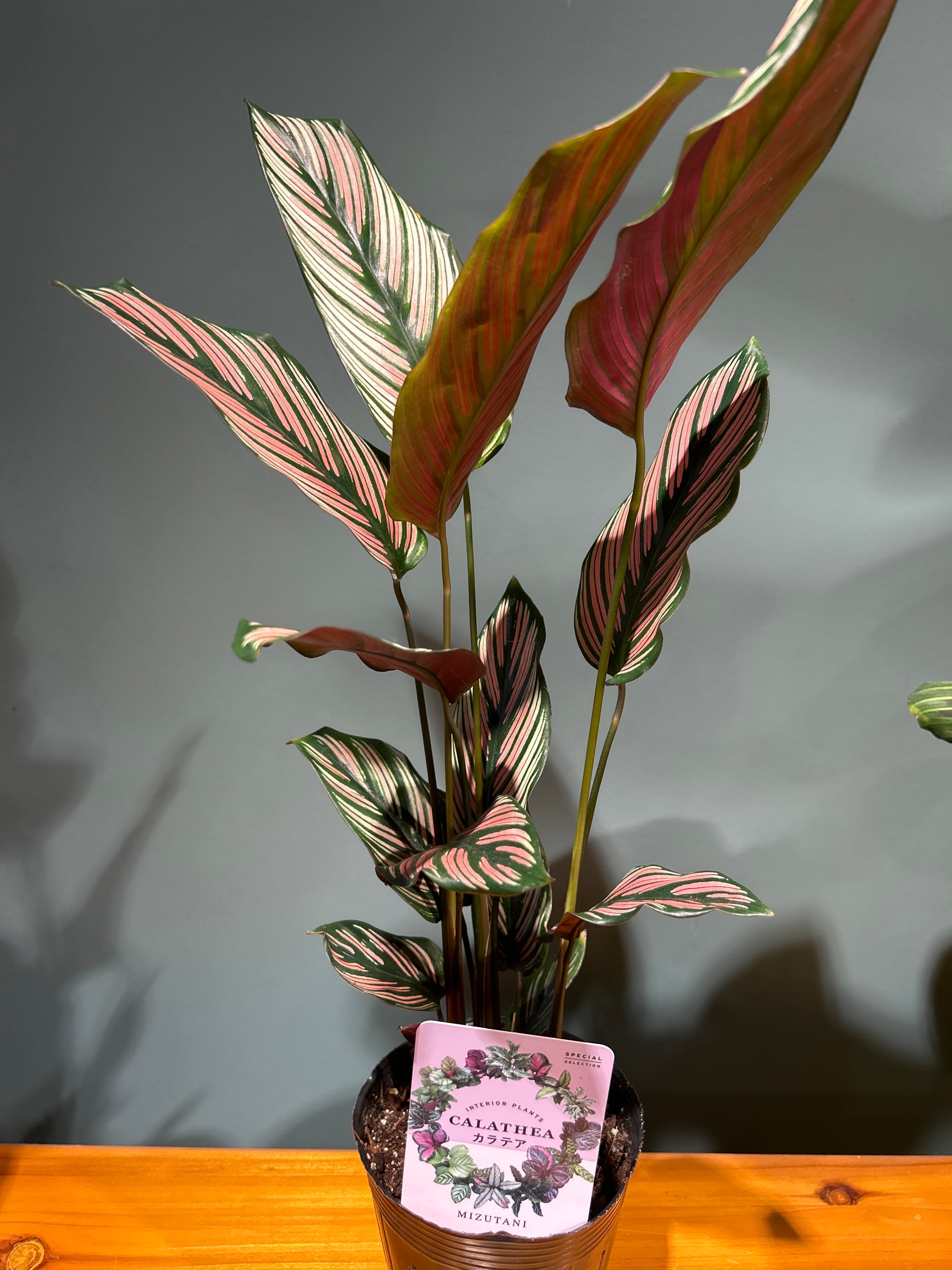 観葉植物 アグラオネマ マリア3.5号 | 植物との暮らし apricot