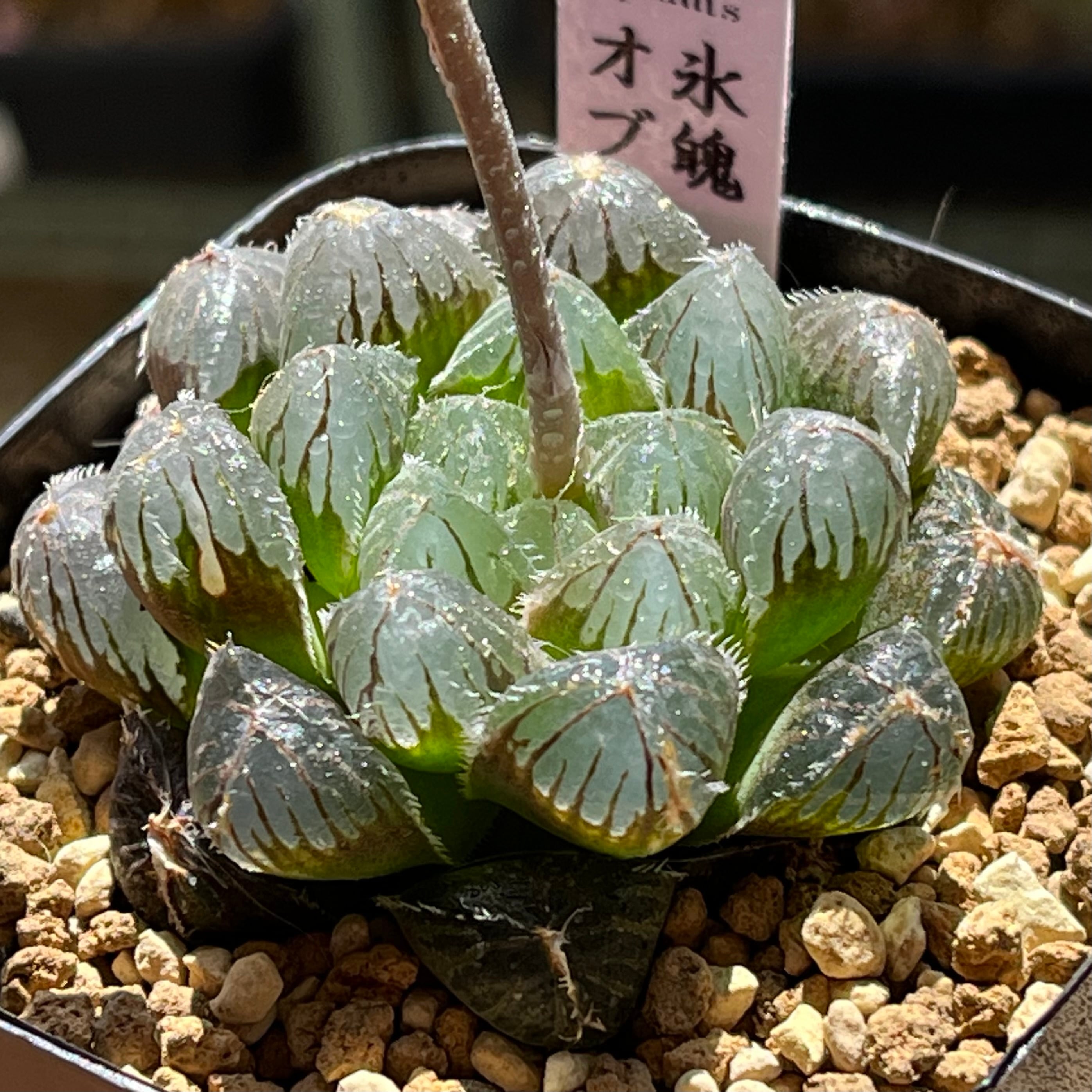 ハオルチア 花胡蝶 オブツーサ錦 | mocono_plants