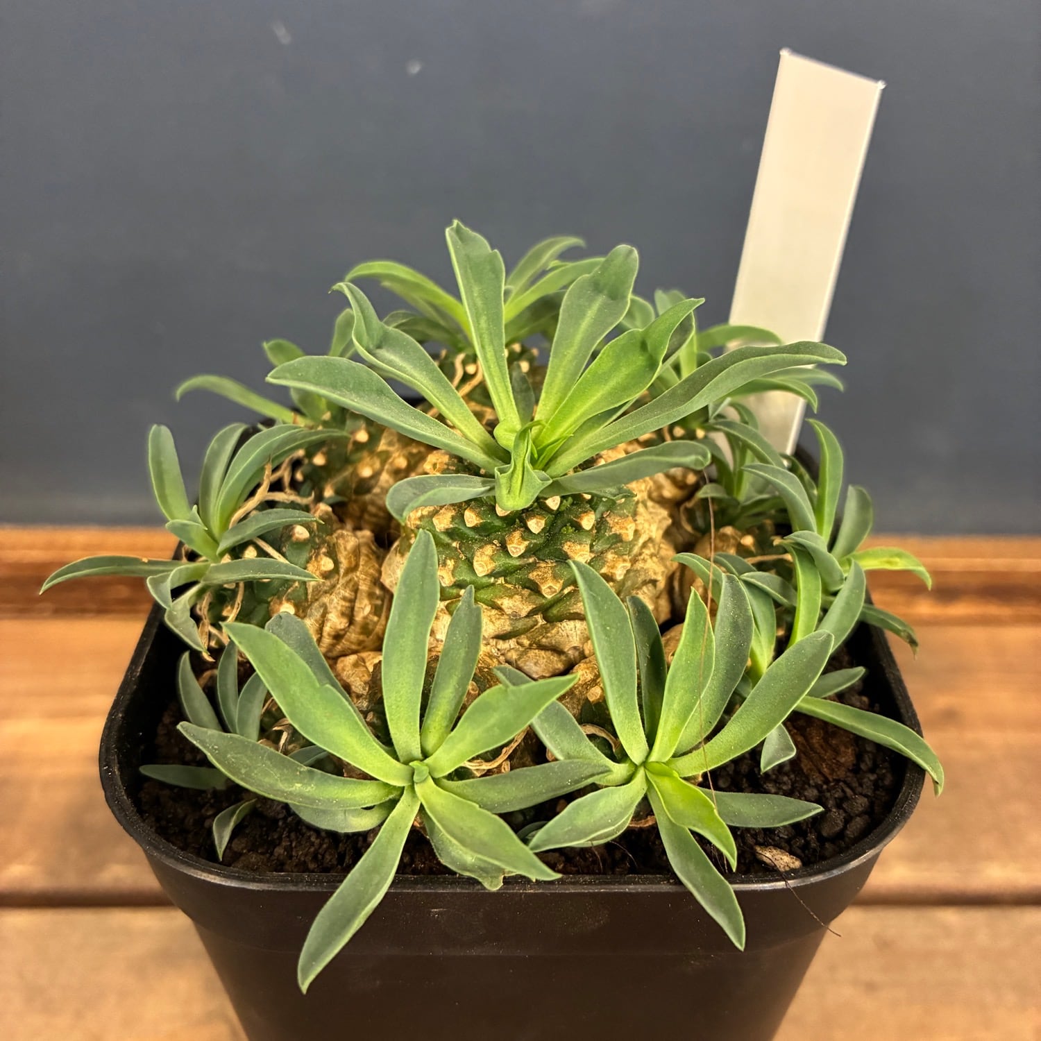 PROTOLEAF プロトリーフ