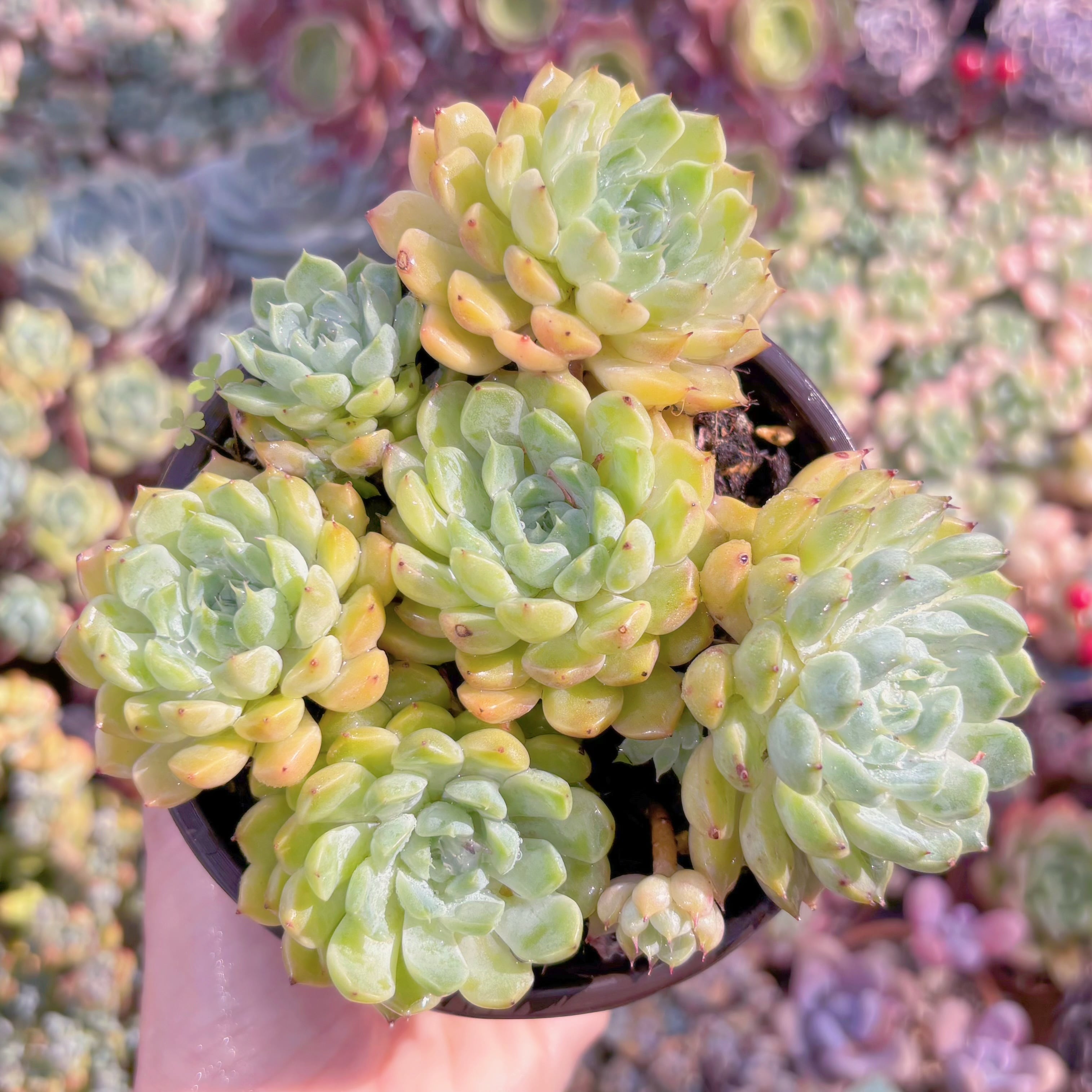 現品　芍薬#615　古株　るる農園