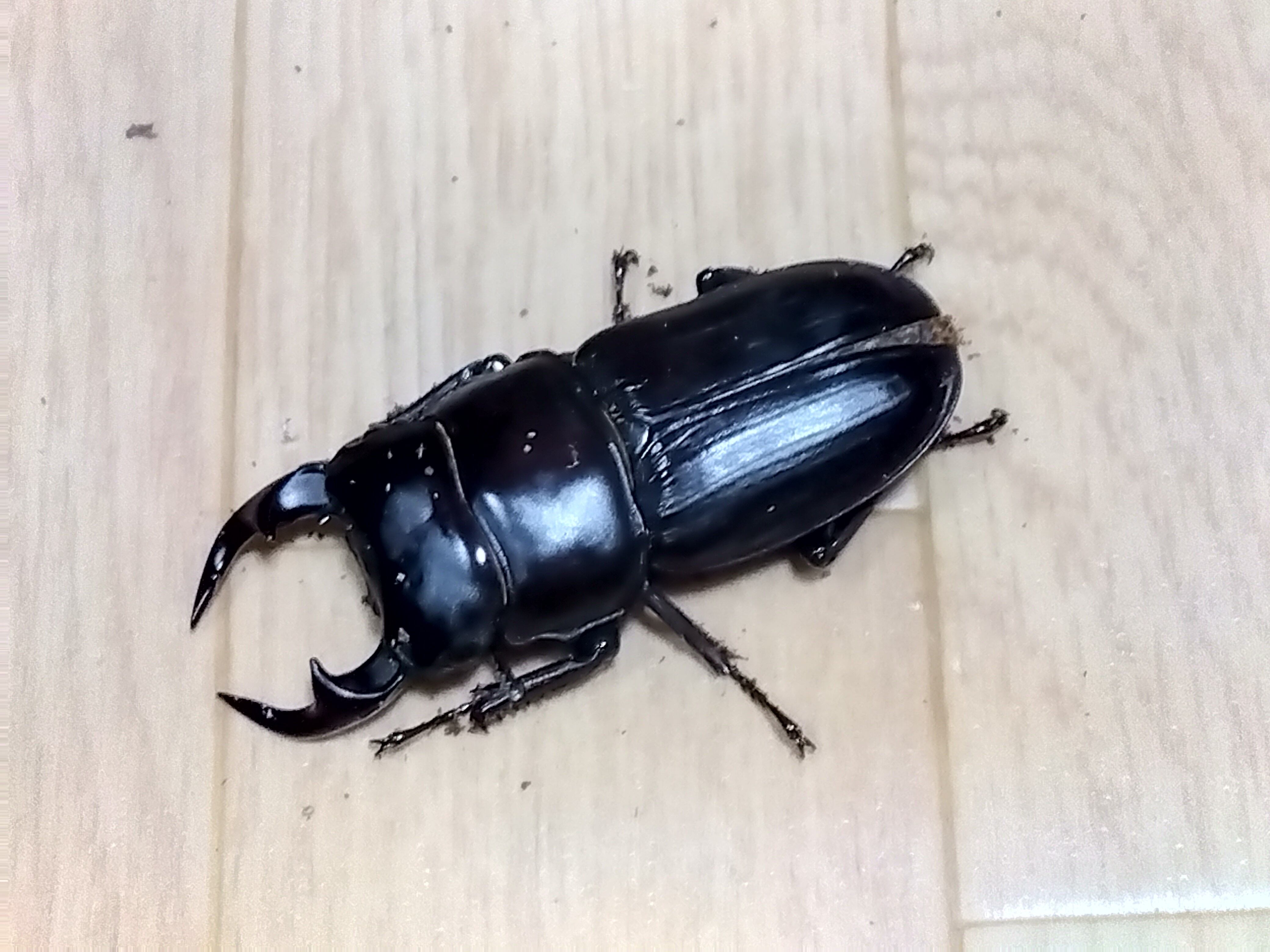 ペア デタニヒラタ スジブトヒラタ WDオス45ミリ WF1メス43ミリ ペア デタニヒラタ スジブトヒラタ WDオス45ミリ WF1メス43ミリ