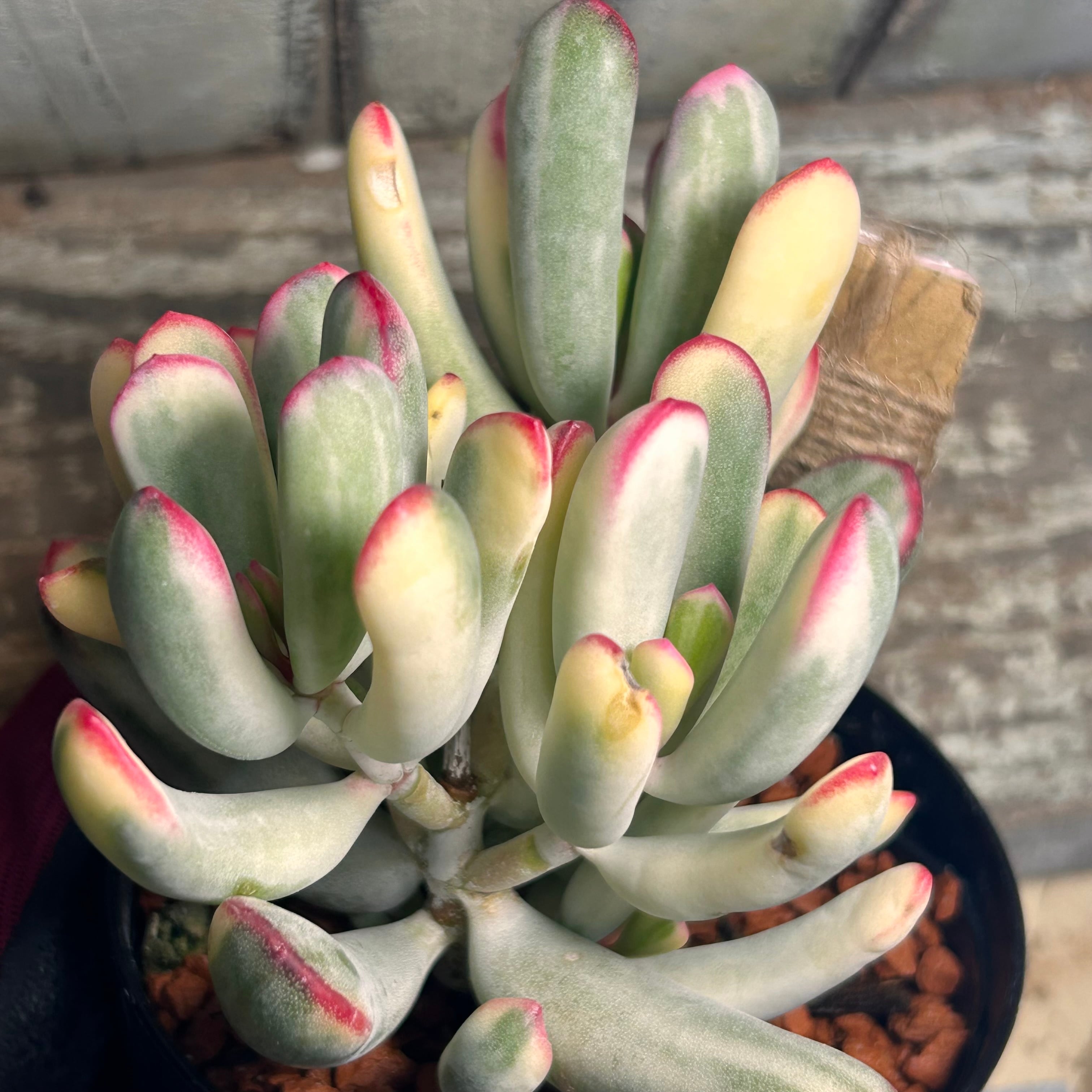 錦 | RuPo 多肉植物専門店