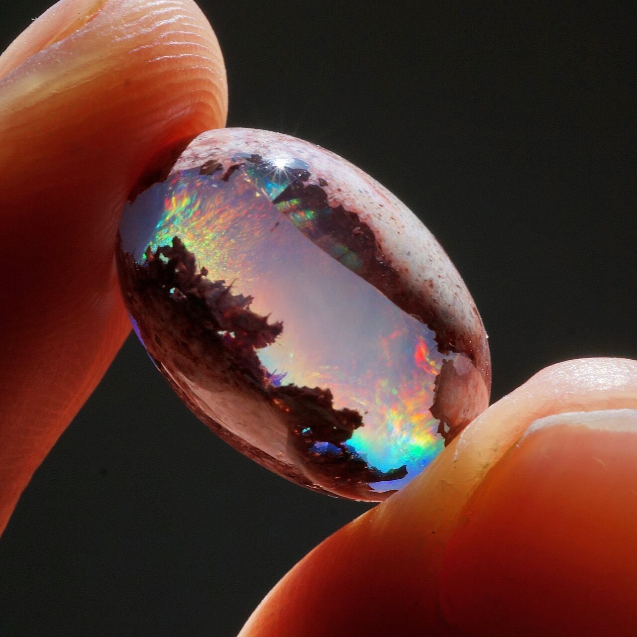 カンテラオパール2023 | Cats Polish Company 