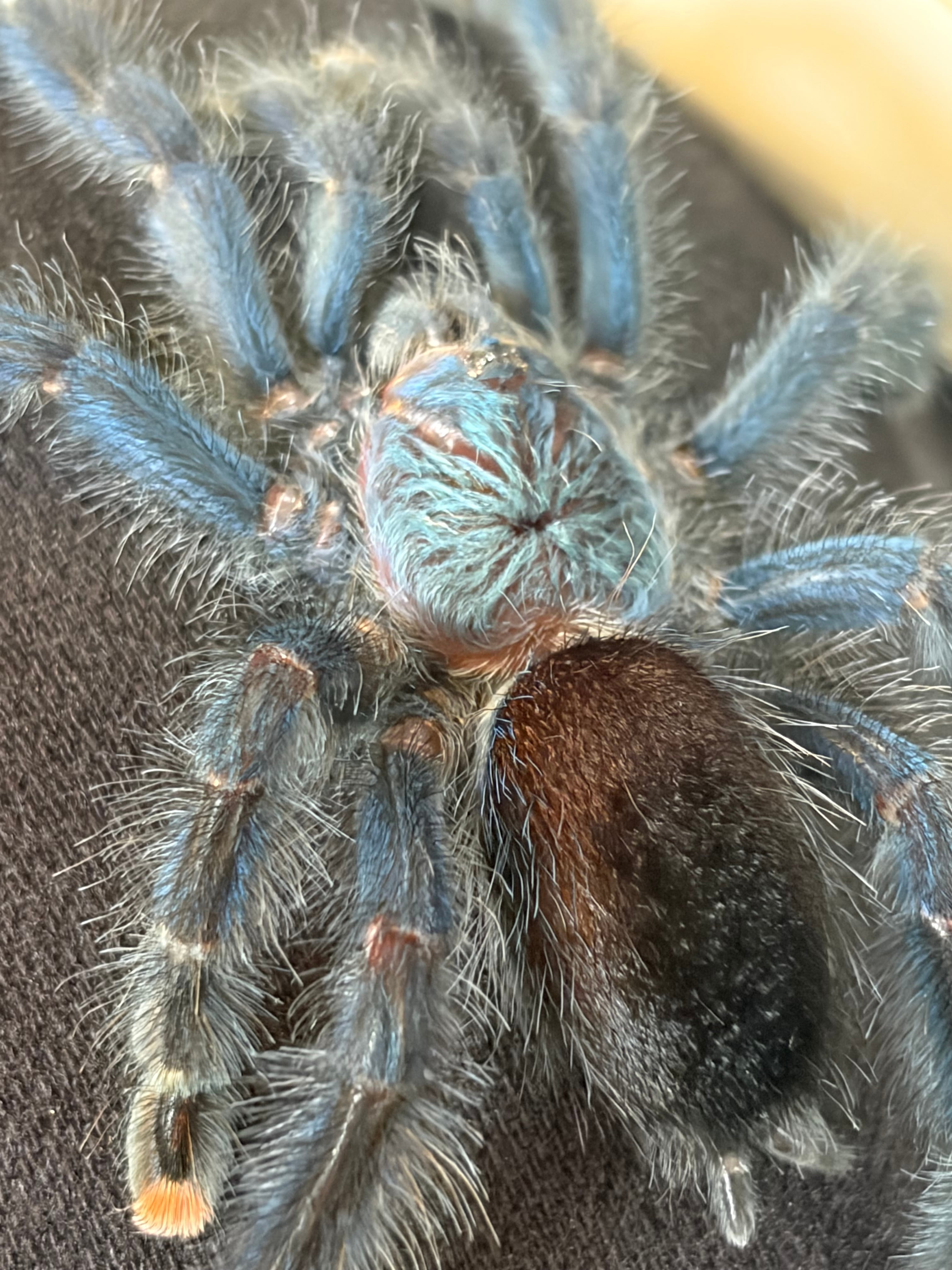 多分♀】ブラジリアンブルーピンクトゥタランチュラ ツリースパイダー